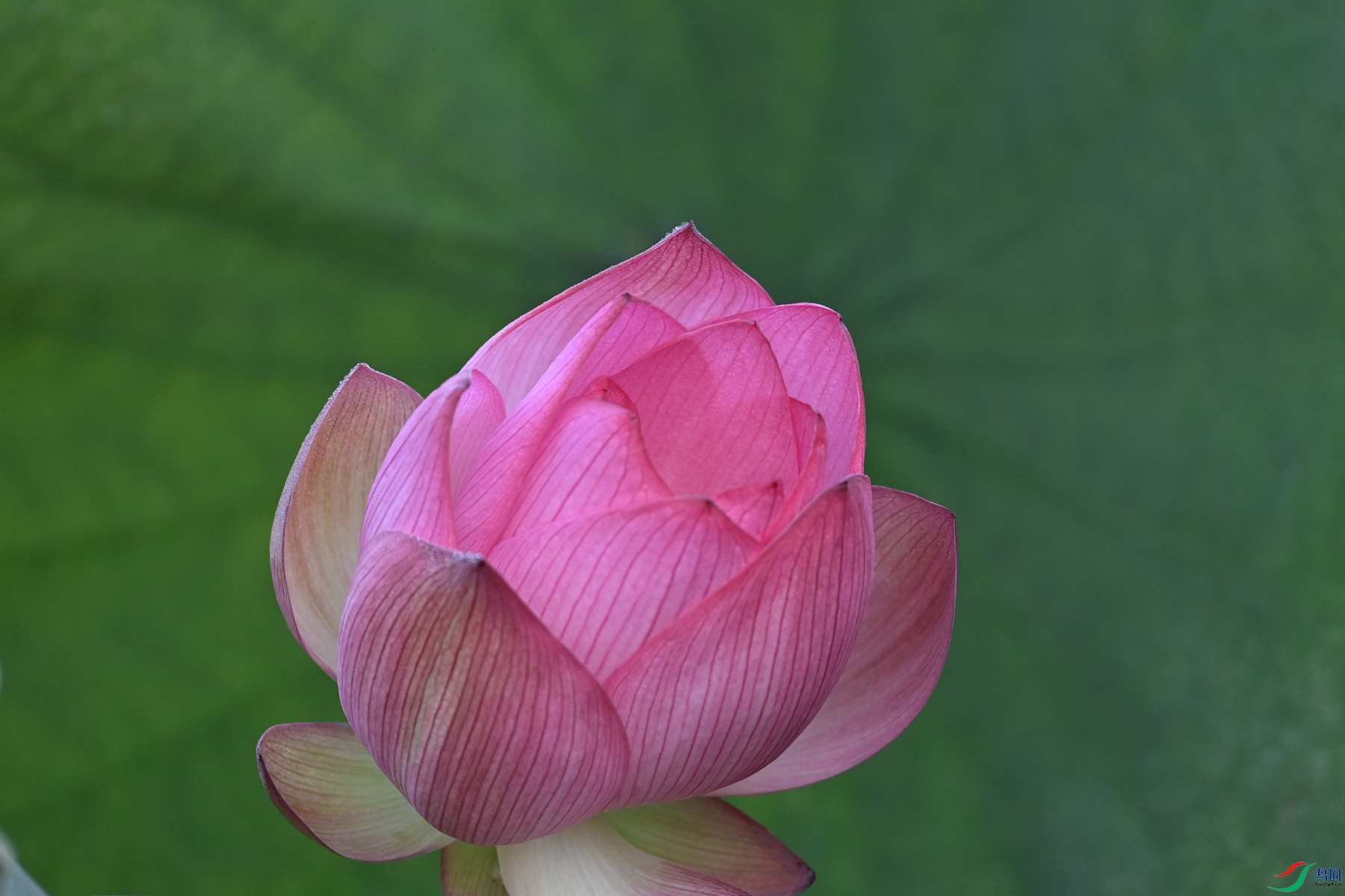 DSC_4061.JPG
