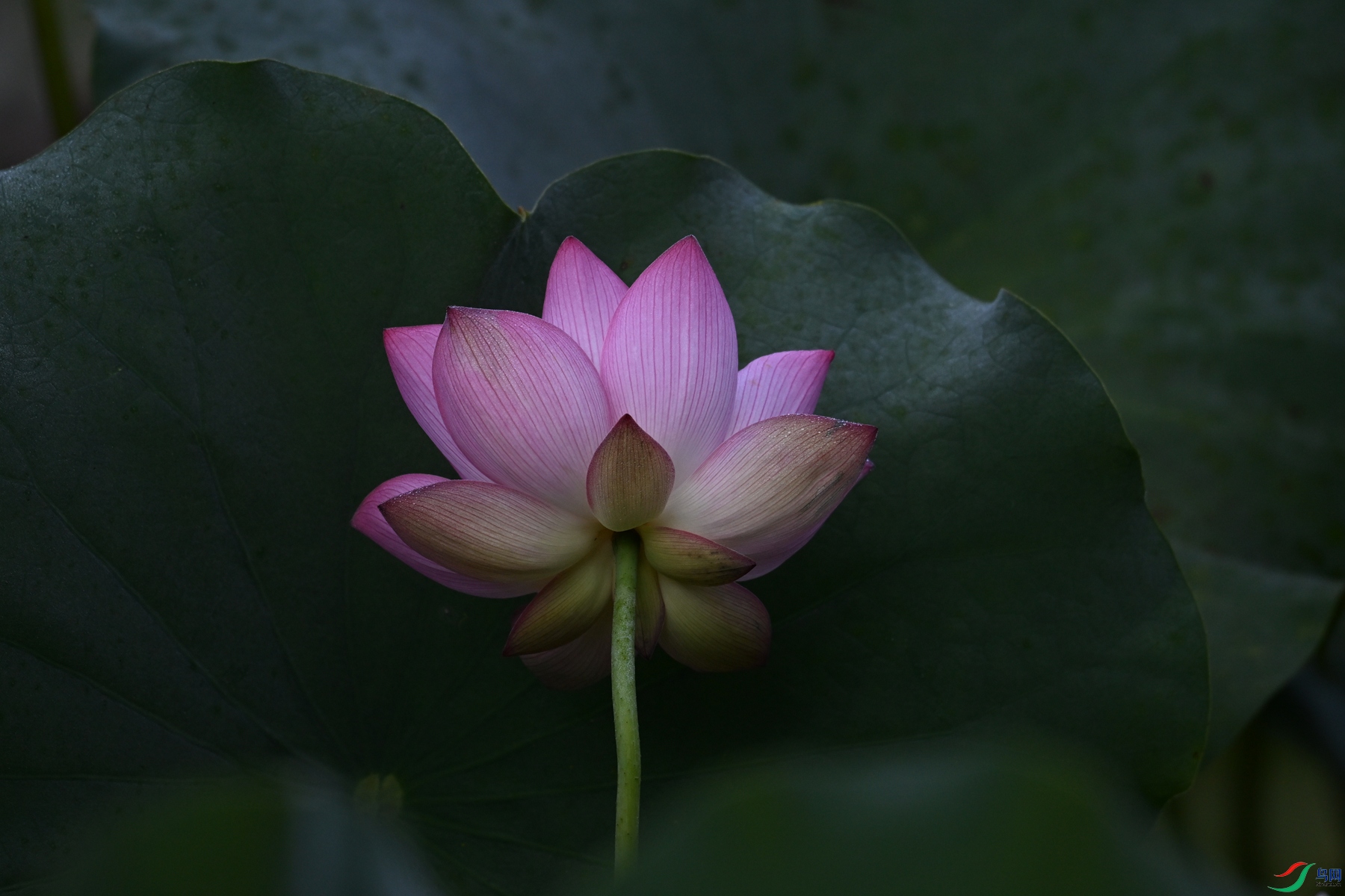 DSC_4066.JPG