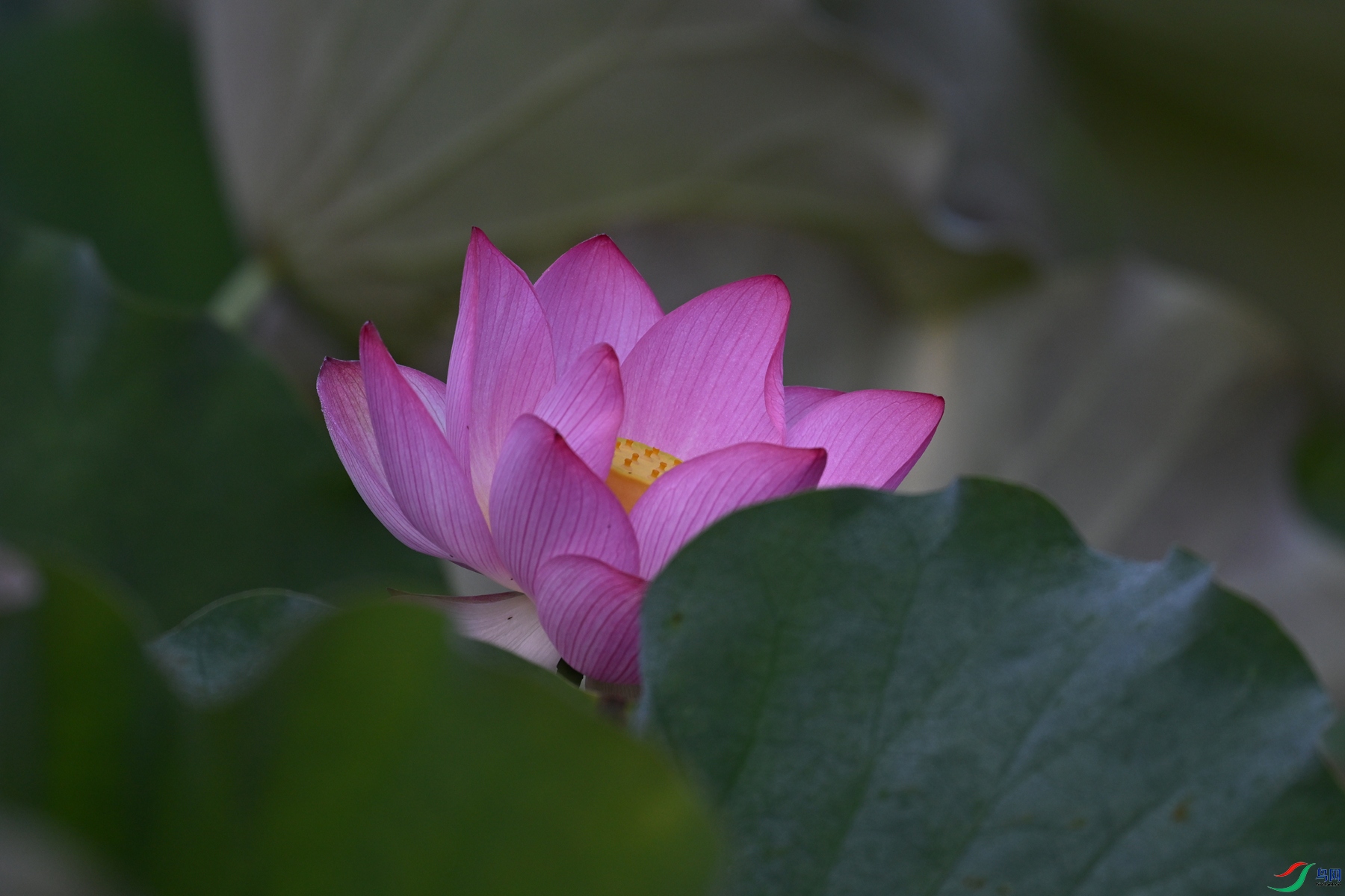 DSC_4065.JPG