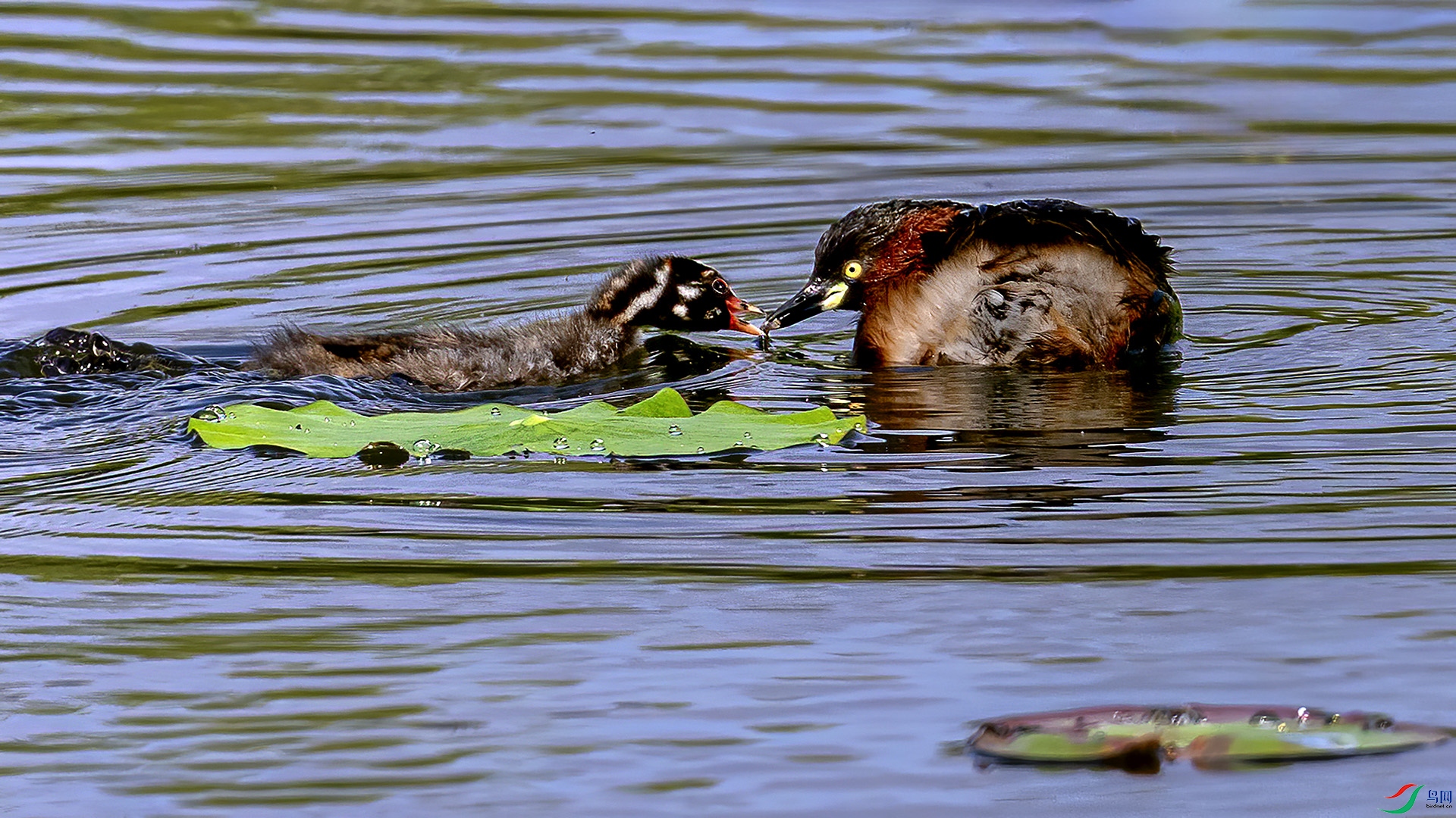 DSC_0058-.jpg