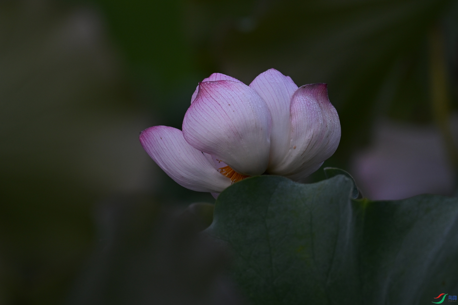 DSC_4069.JPG
