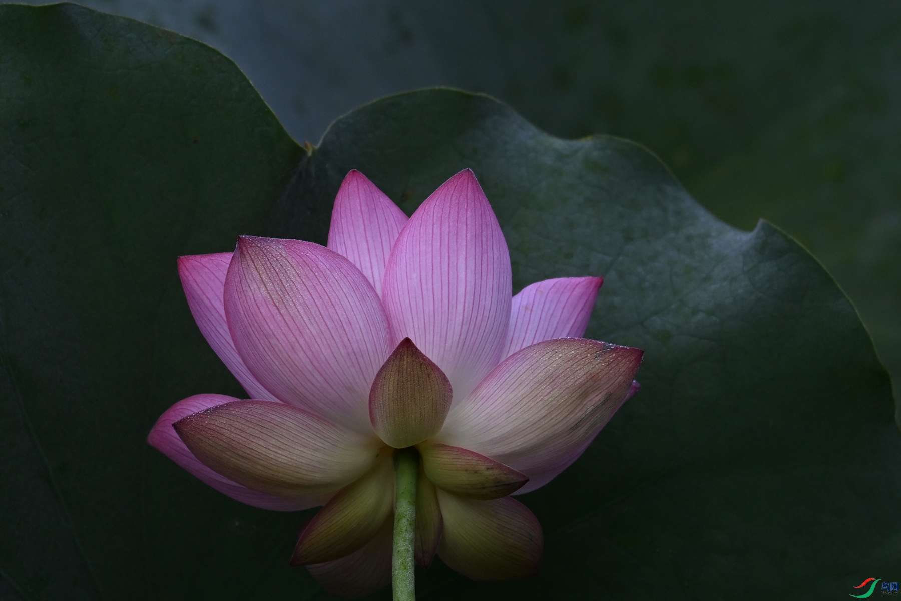 DSC_4067.JPG