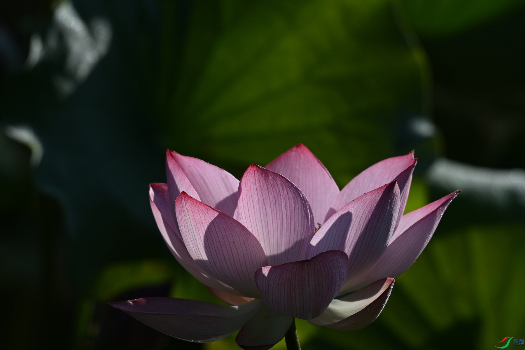 DSC_4117.JPG