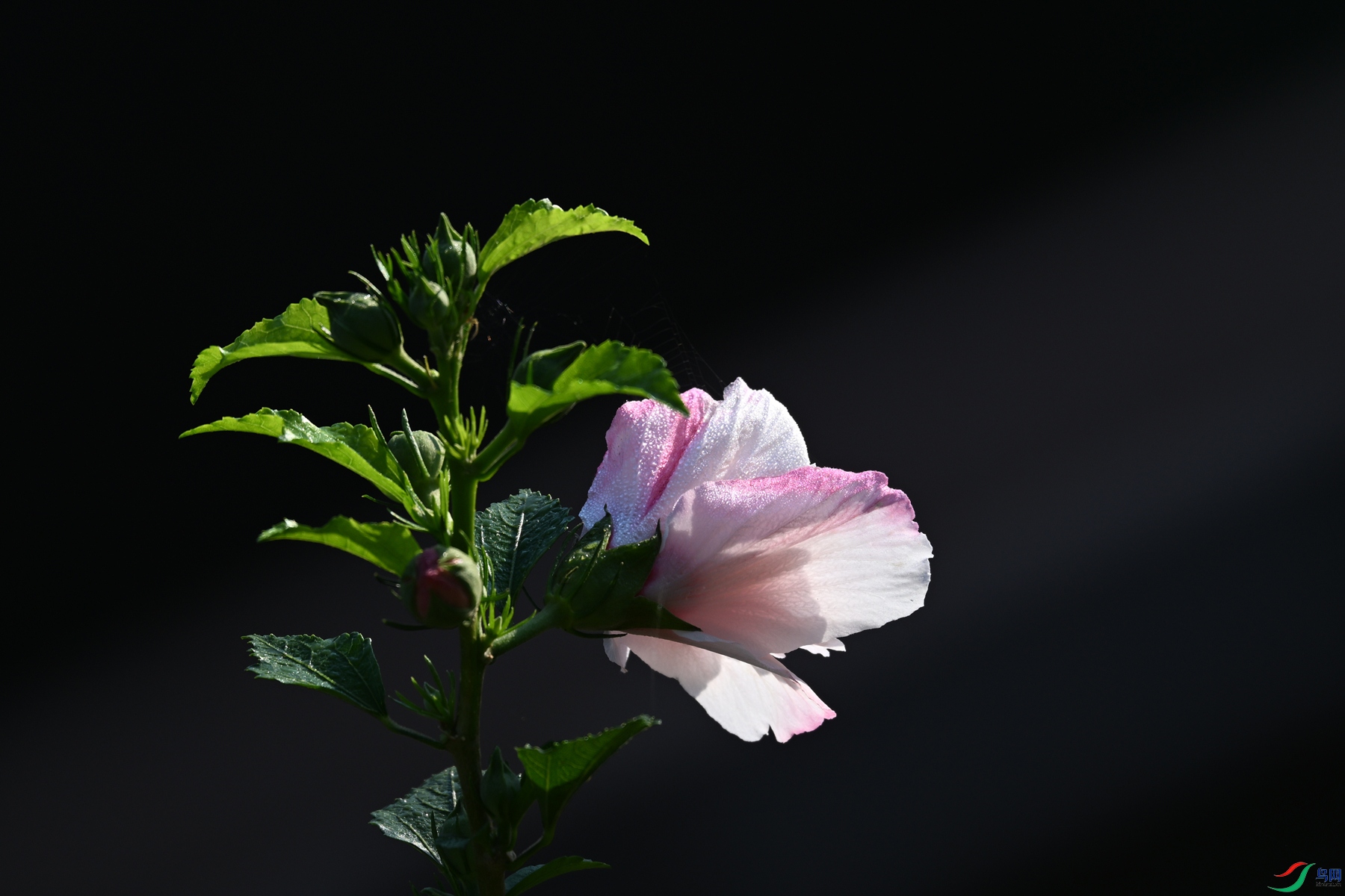 DSC_4093.JPG