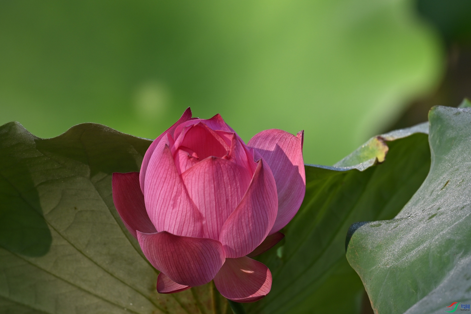 DSC_4097.JPG
