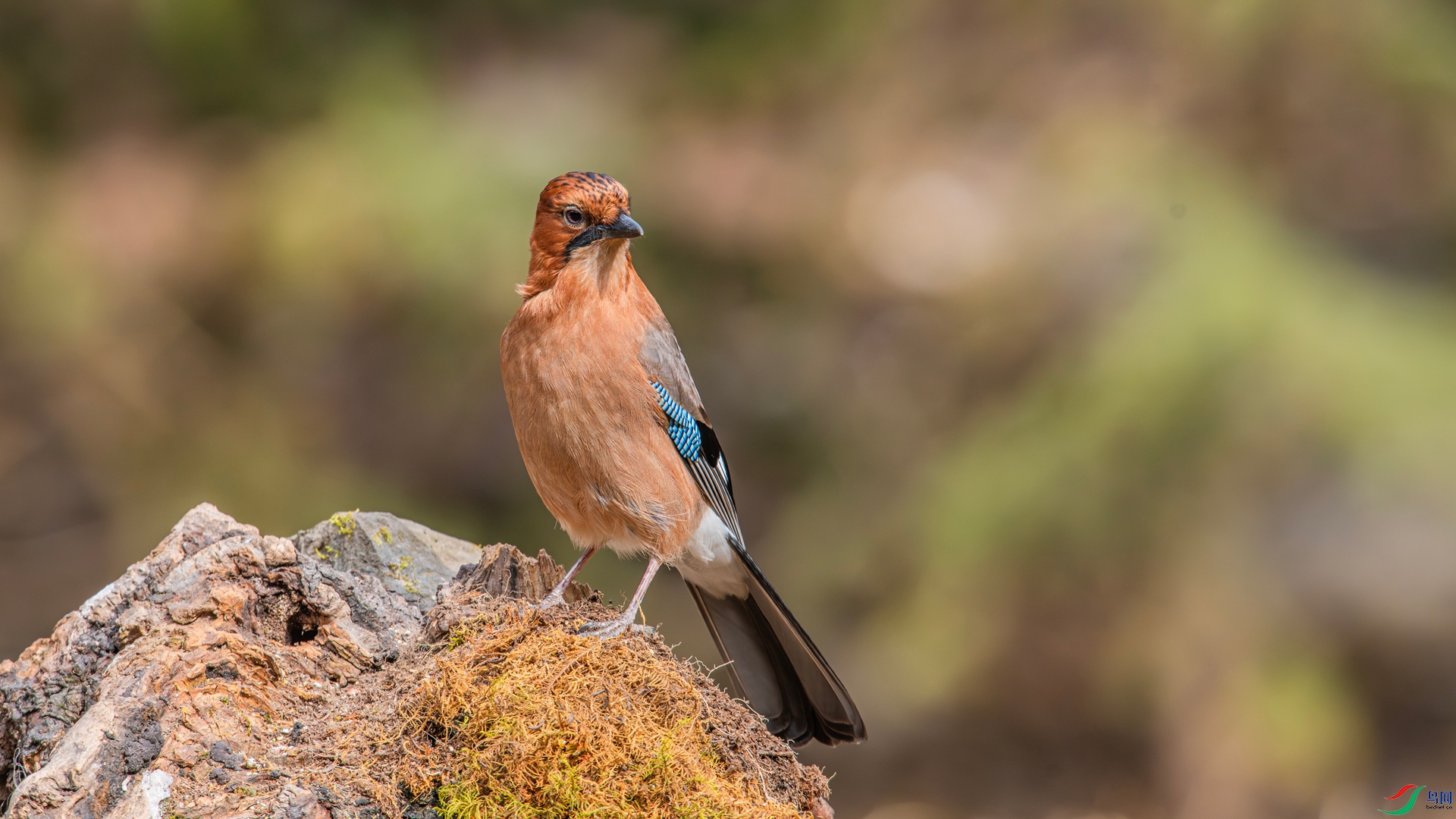 _DSC5236-2_����.jpg