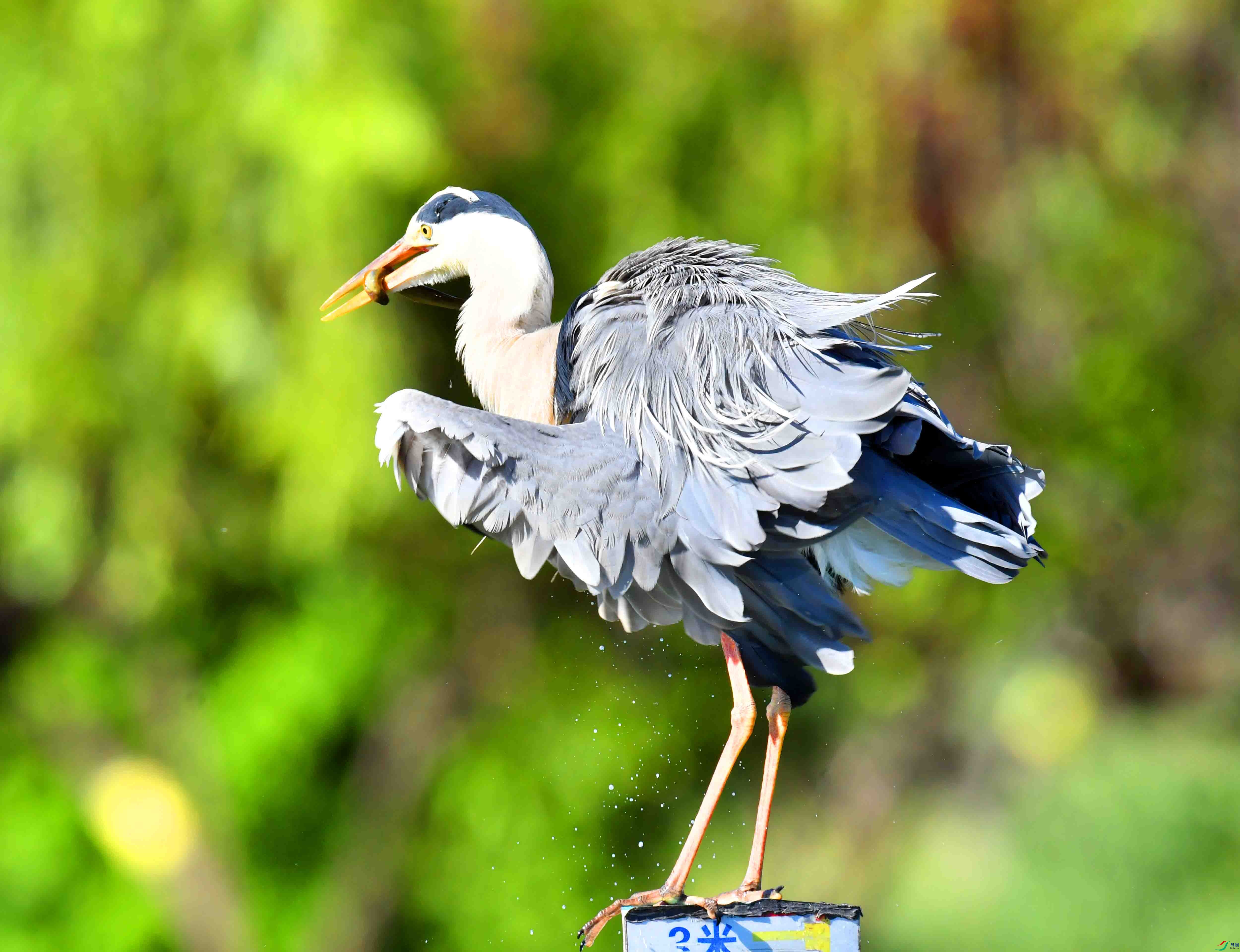 DSC_2331.JPG
