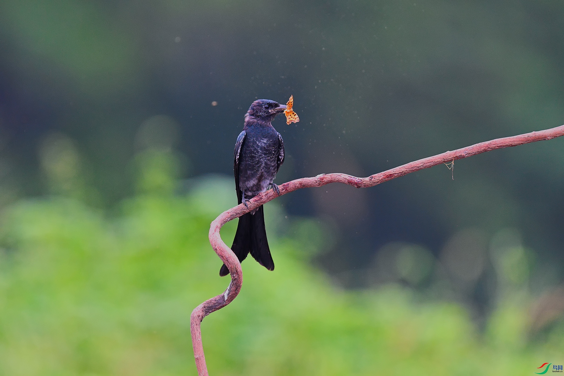 2DSC_5300_DxO_DxO.jpga.jpg