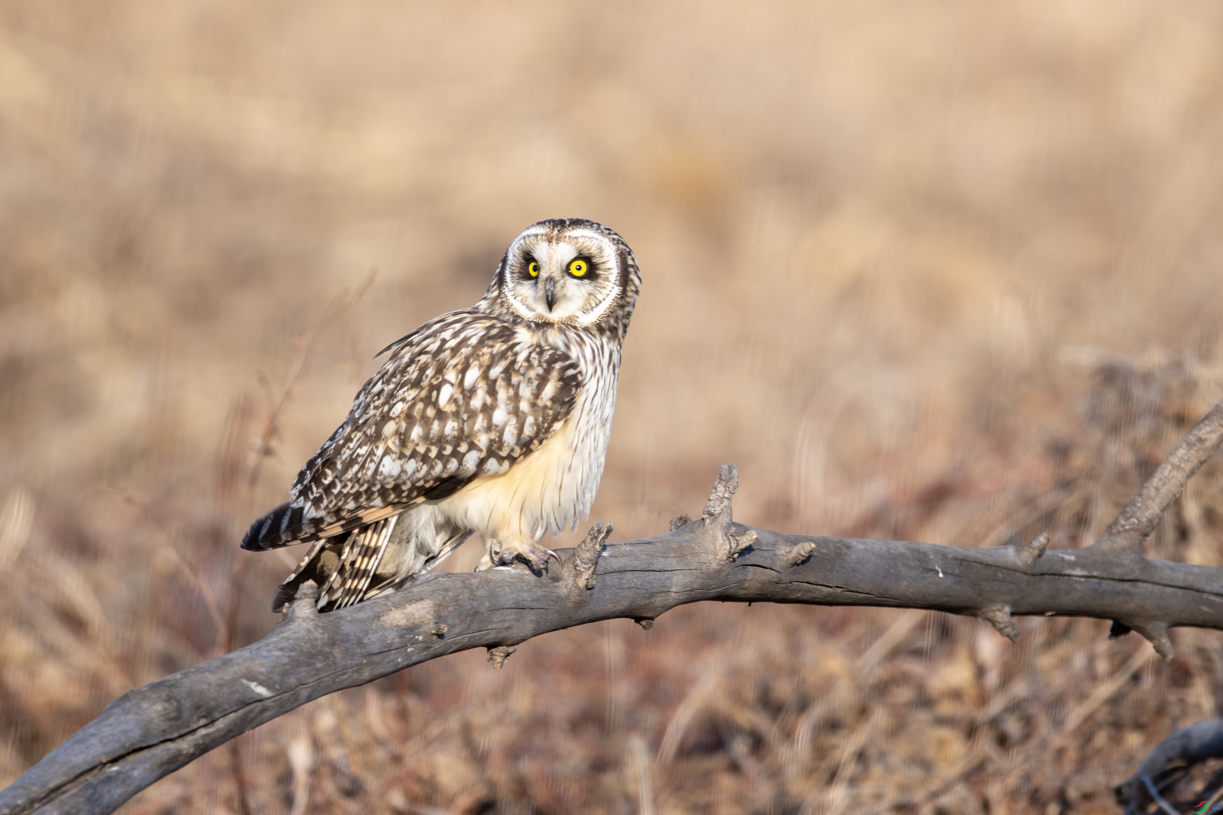 DSC_6768-����.jpg