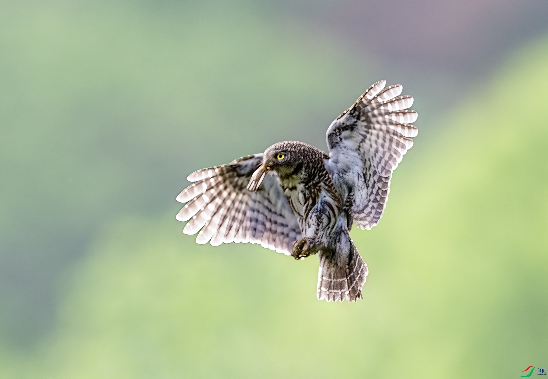 DSC_2130-1.jpg