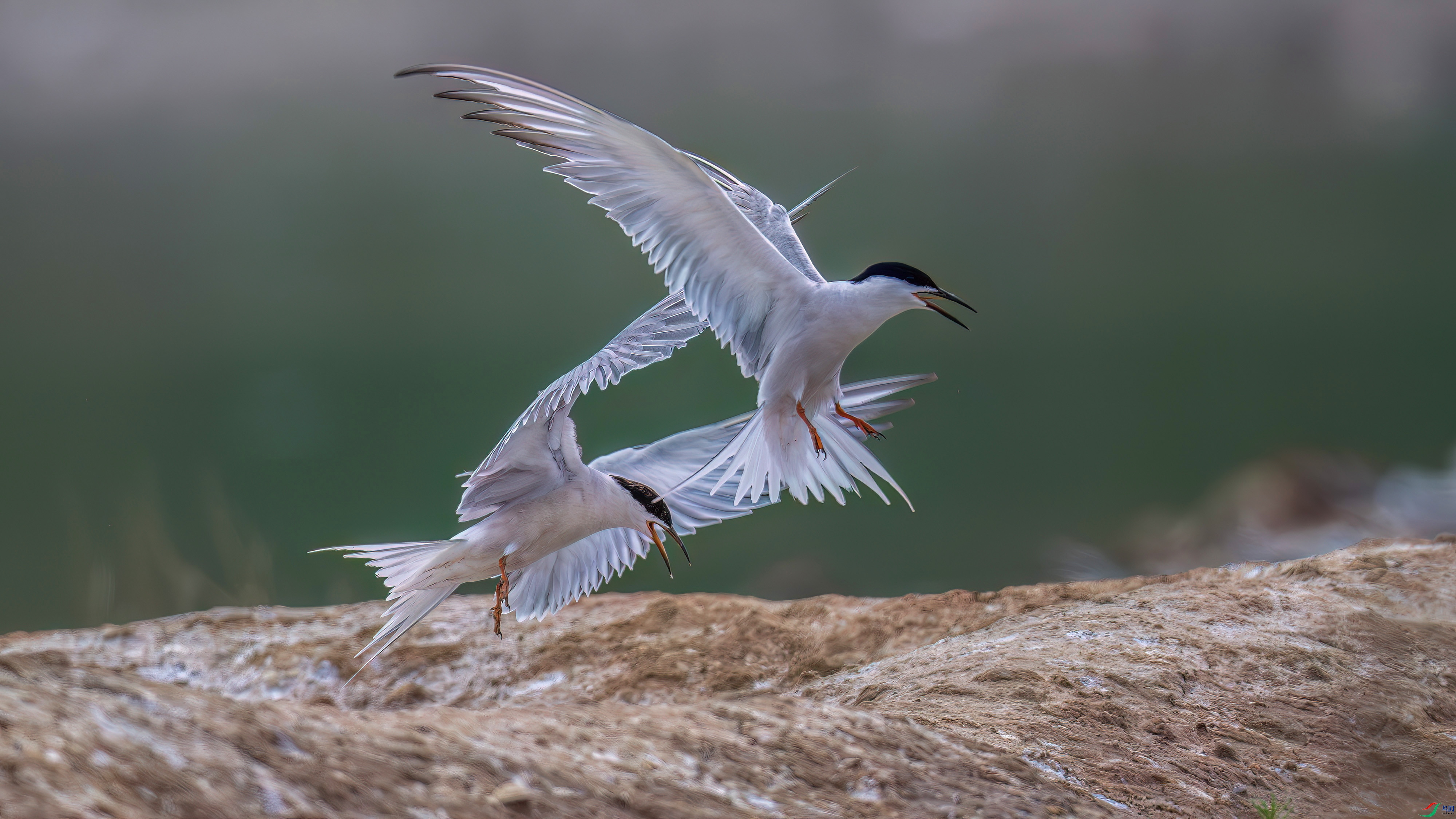DSC_5091.jpg