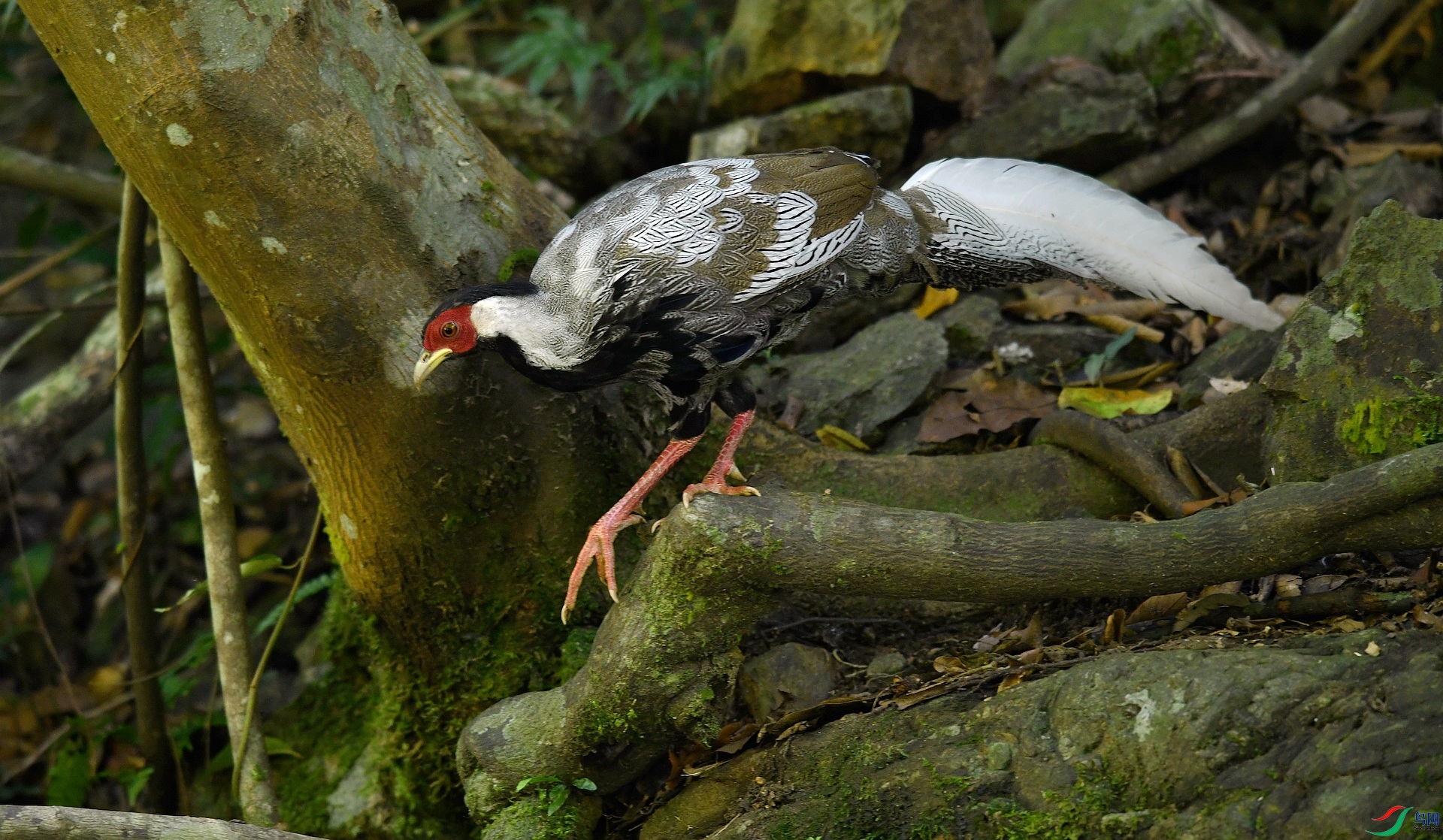 DSC_2514.jpg