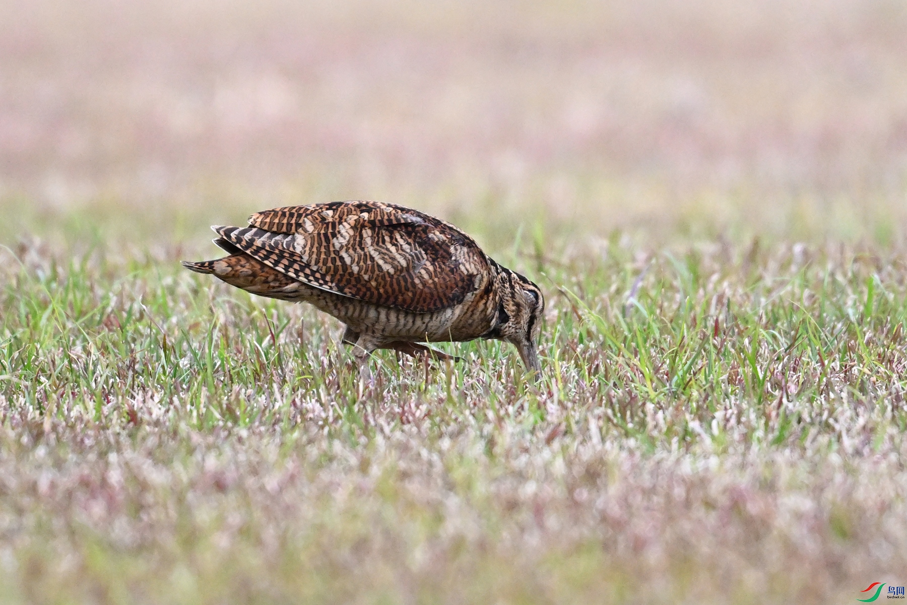 DSC_8735.JPG