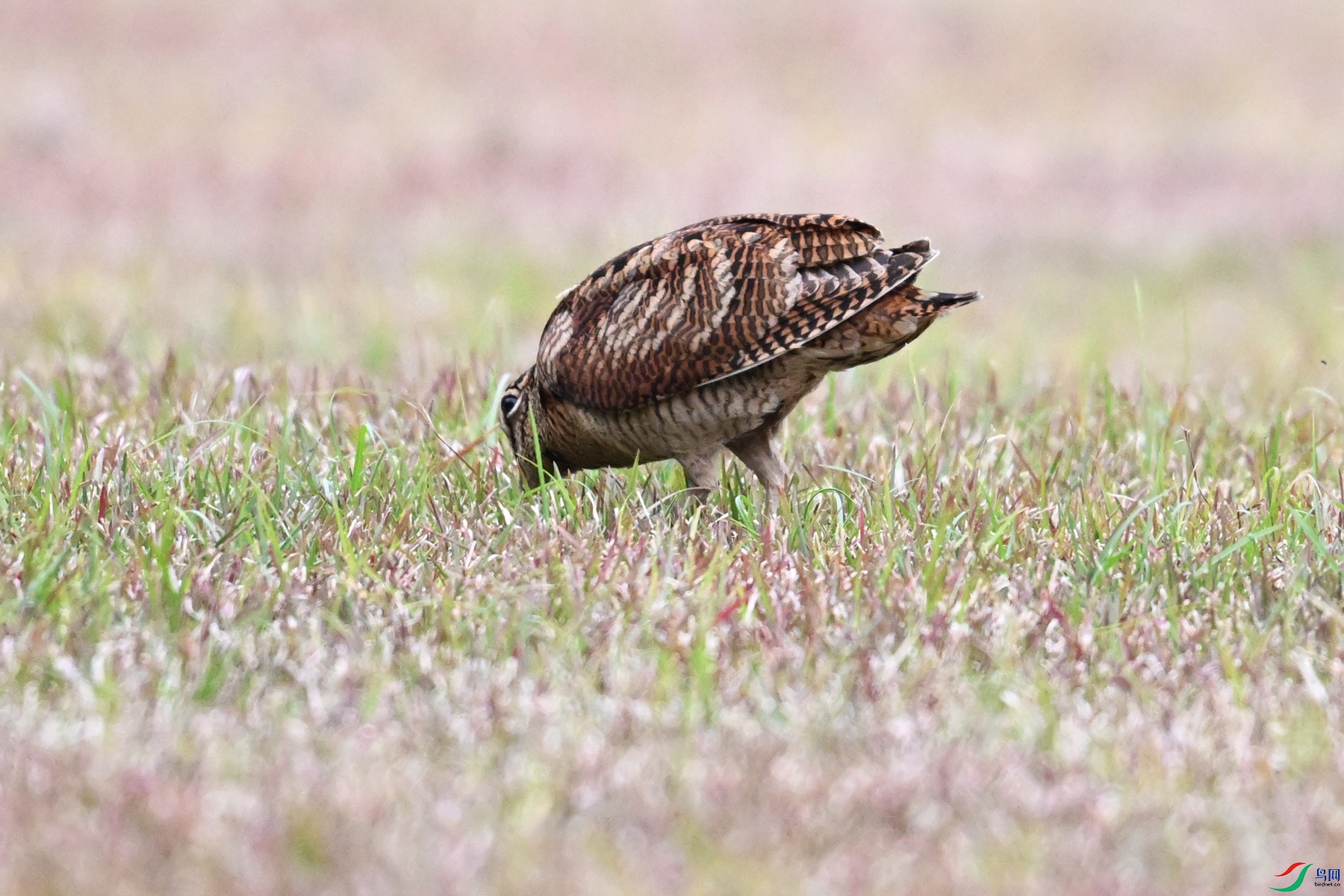 DSC_8763.JPG