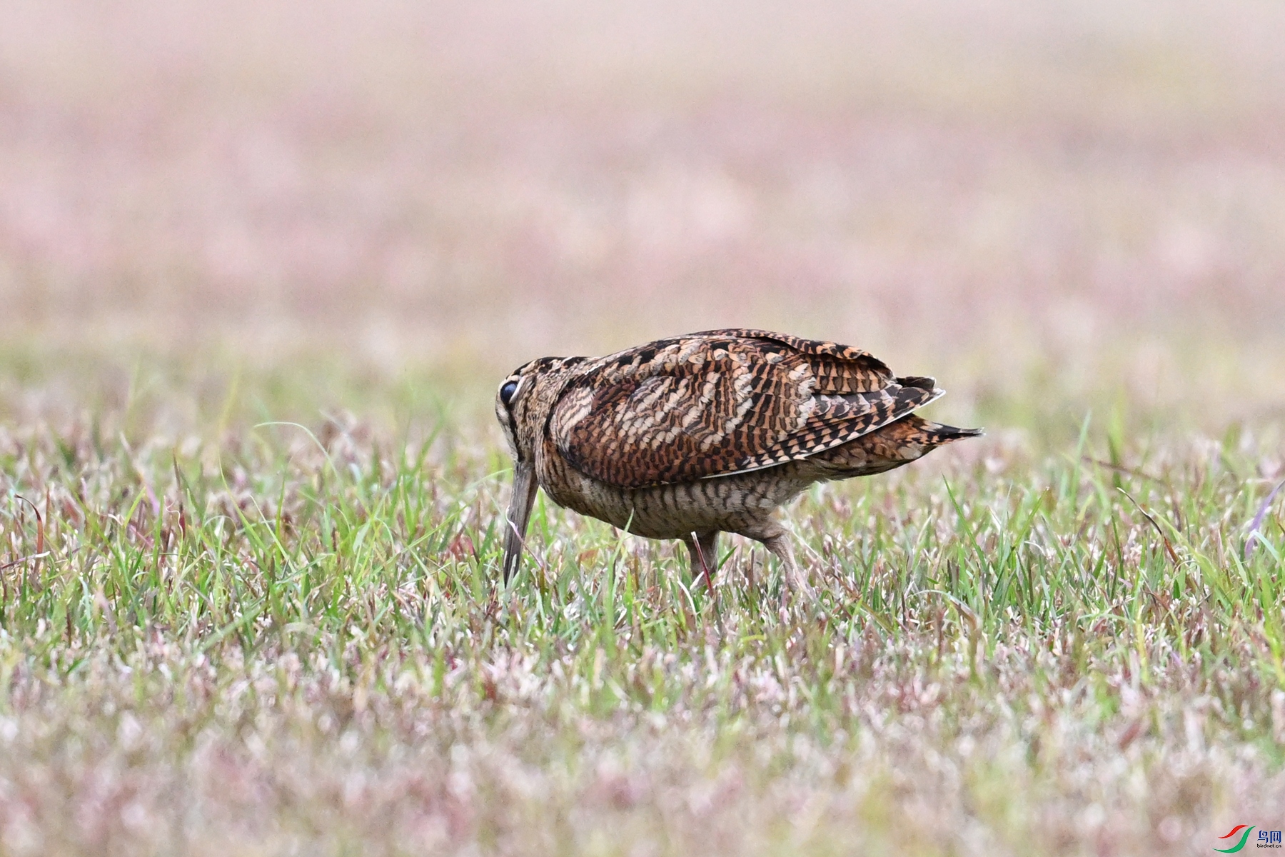 DSC_8741.JPG