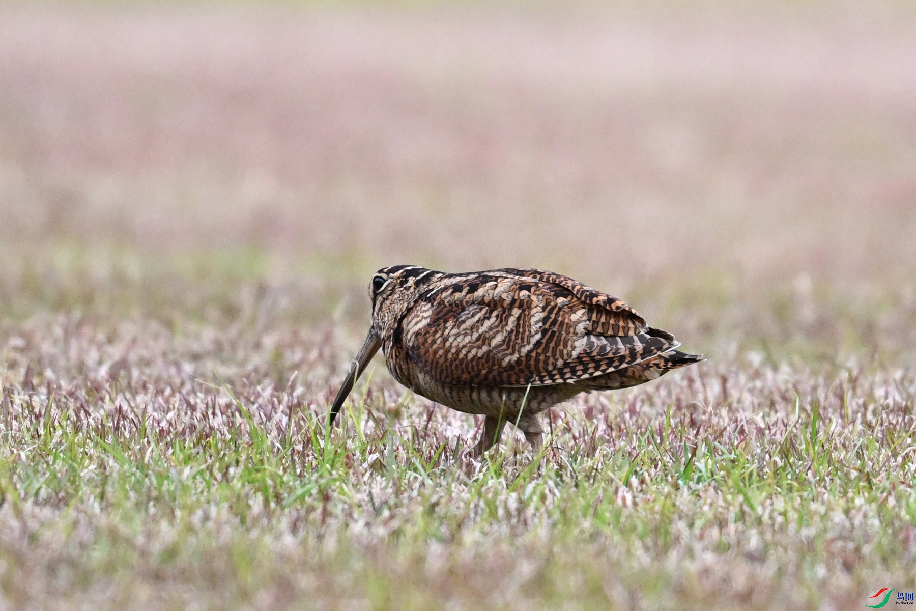 DSC_8749.JPG