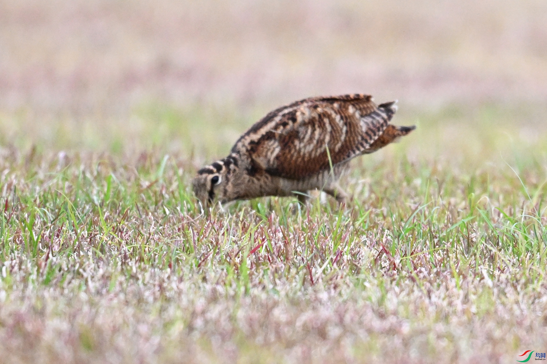 DSC_8755.JPG
