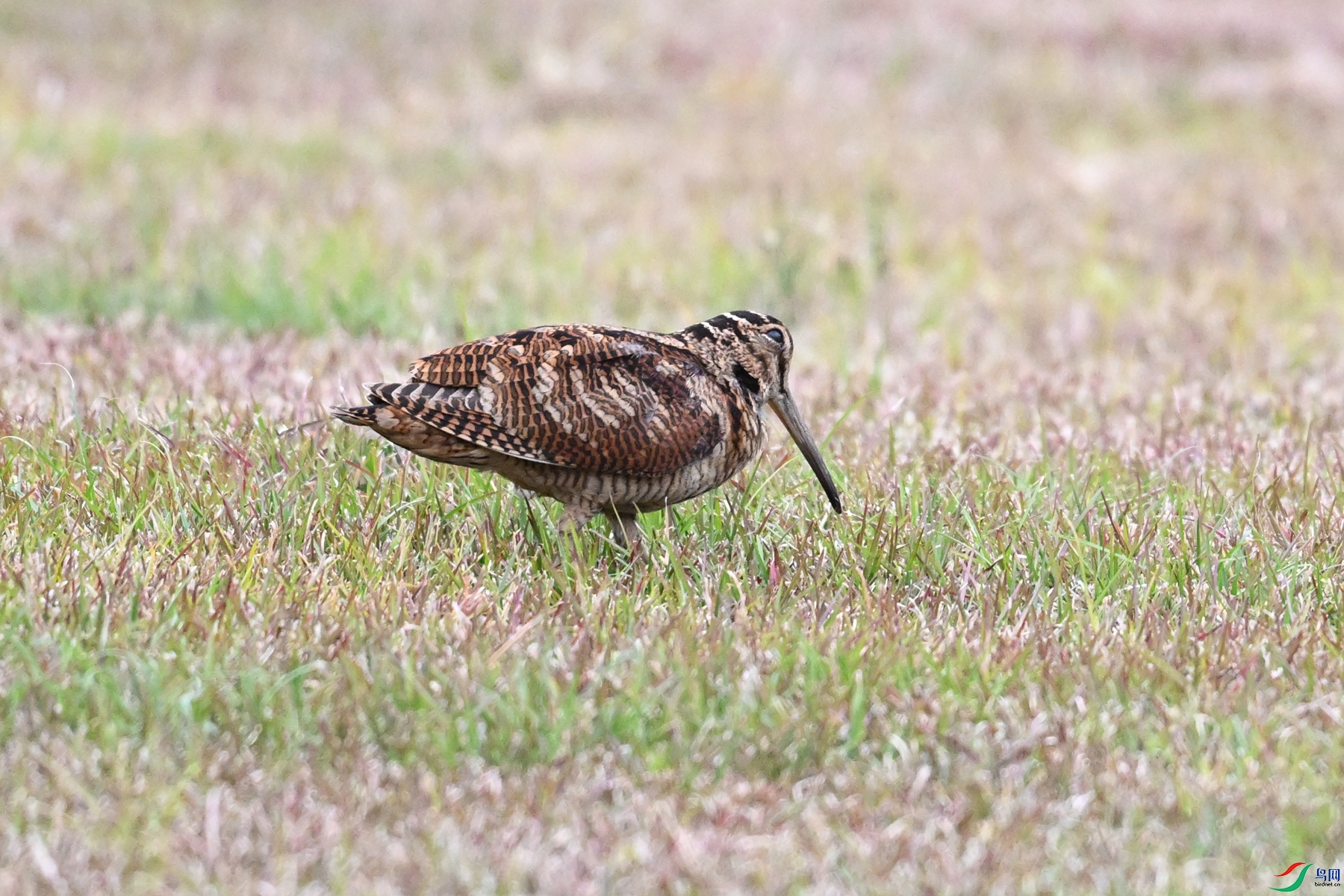 DSC_8790.JPG
