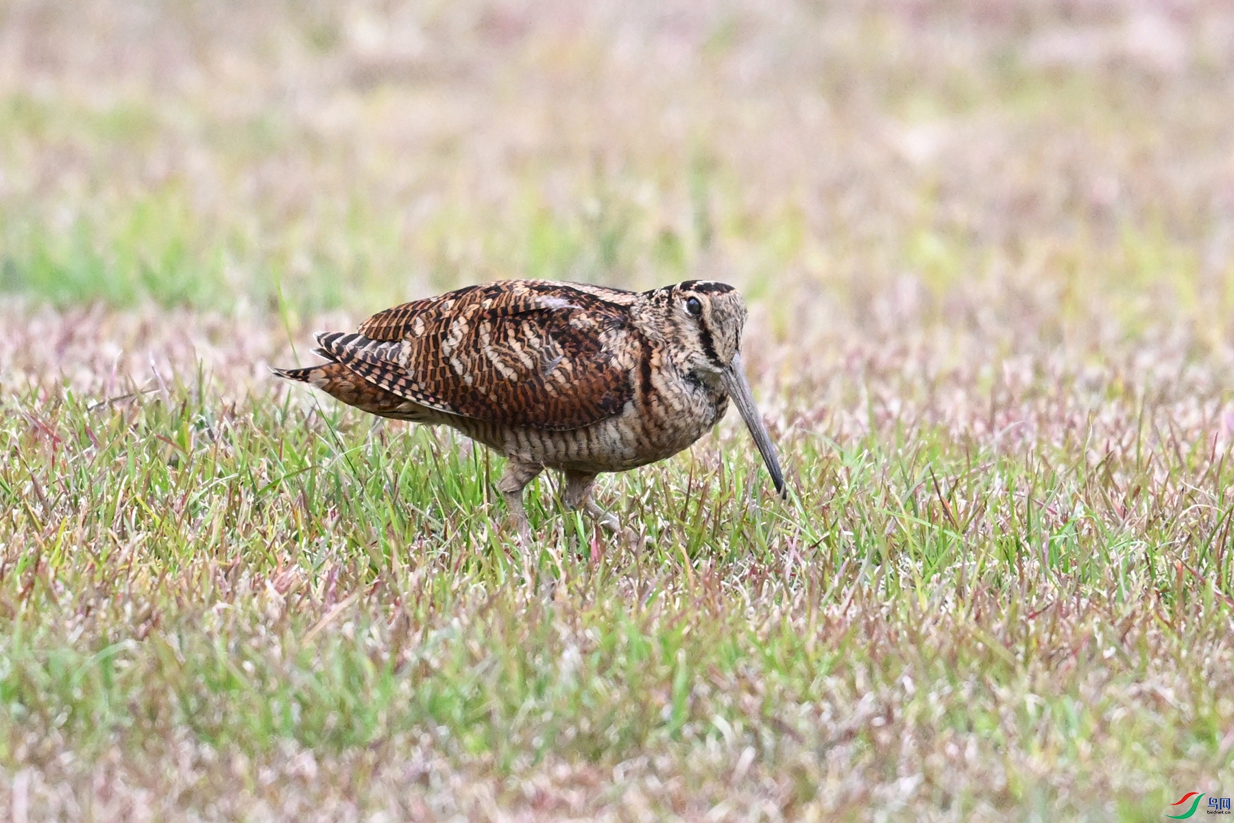 DSC_8792.JPG