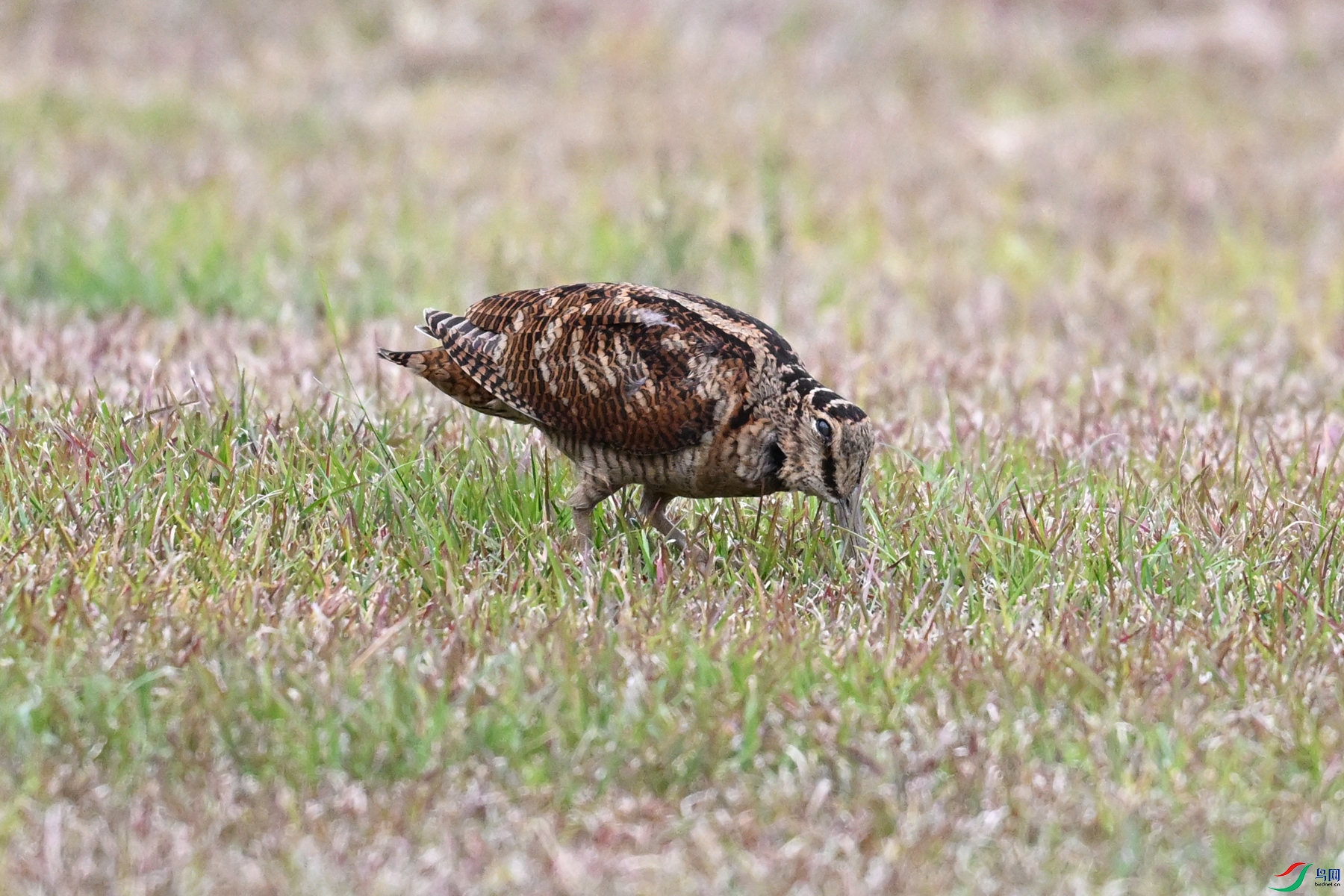 DSC_8795.JPG