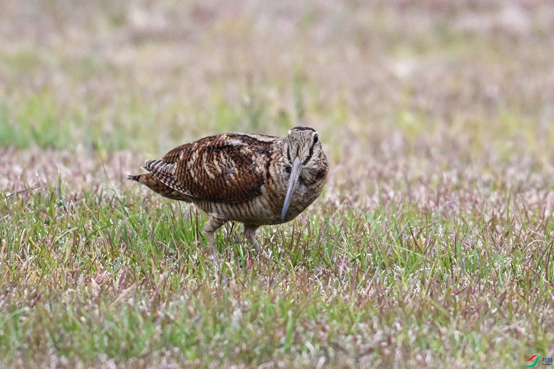 DSC_8797.JPG