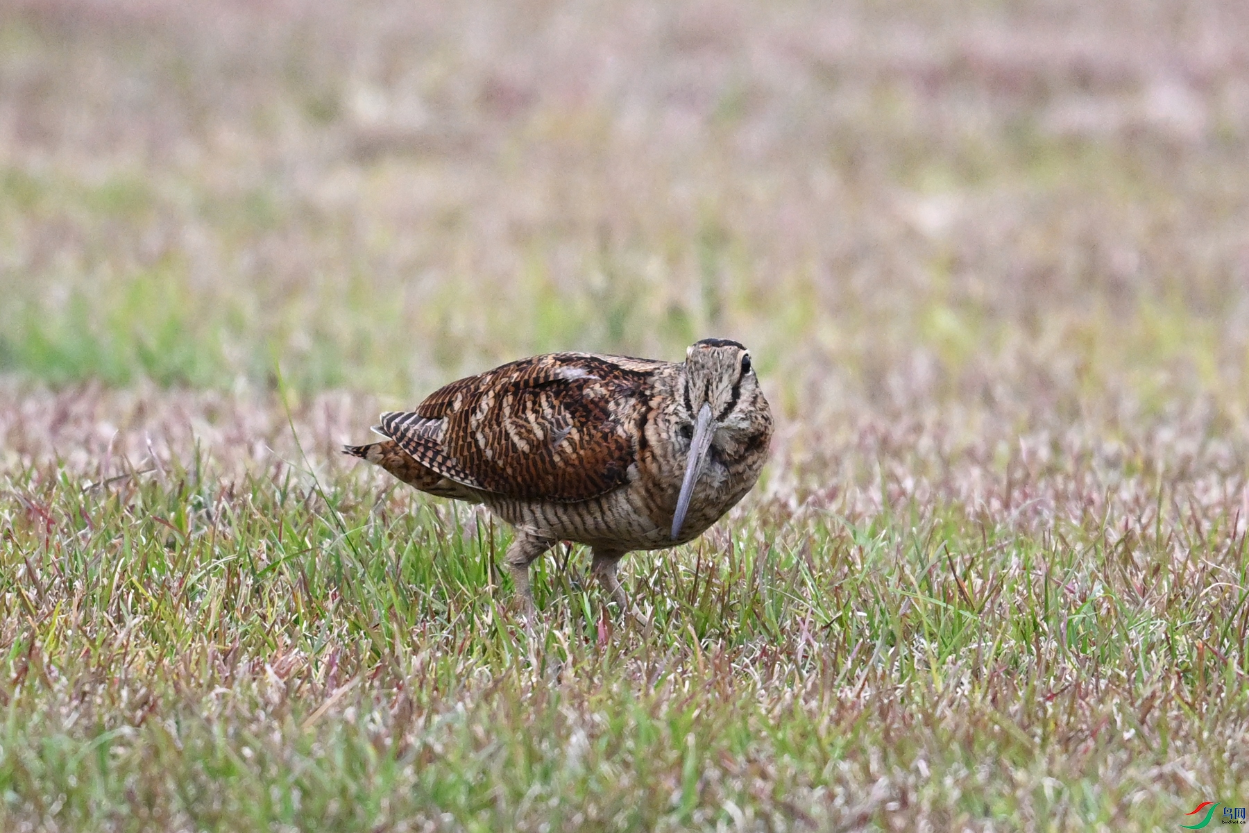 DSC_8799.JPG