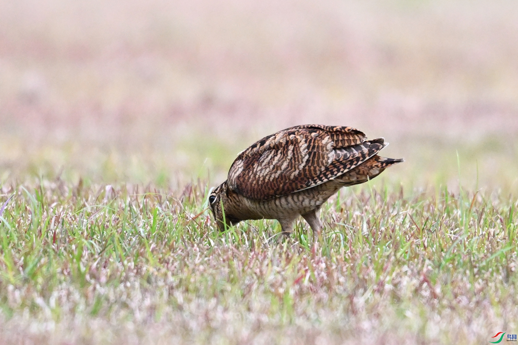 DSC_8766.JPG