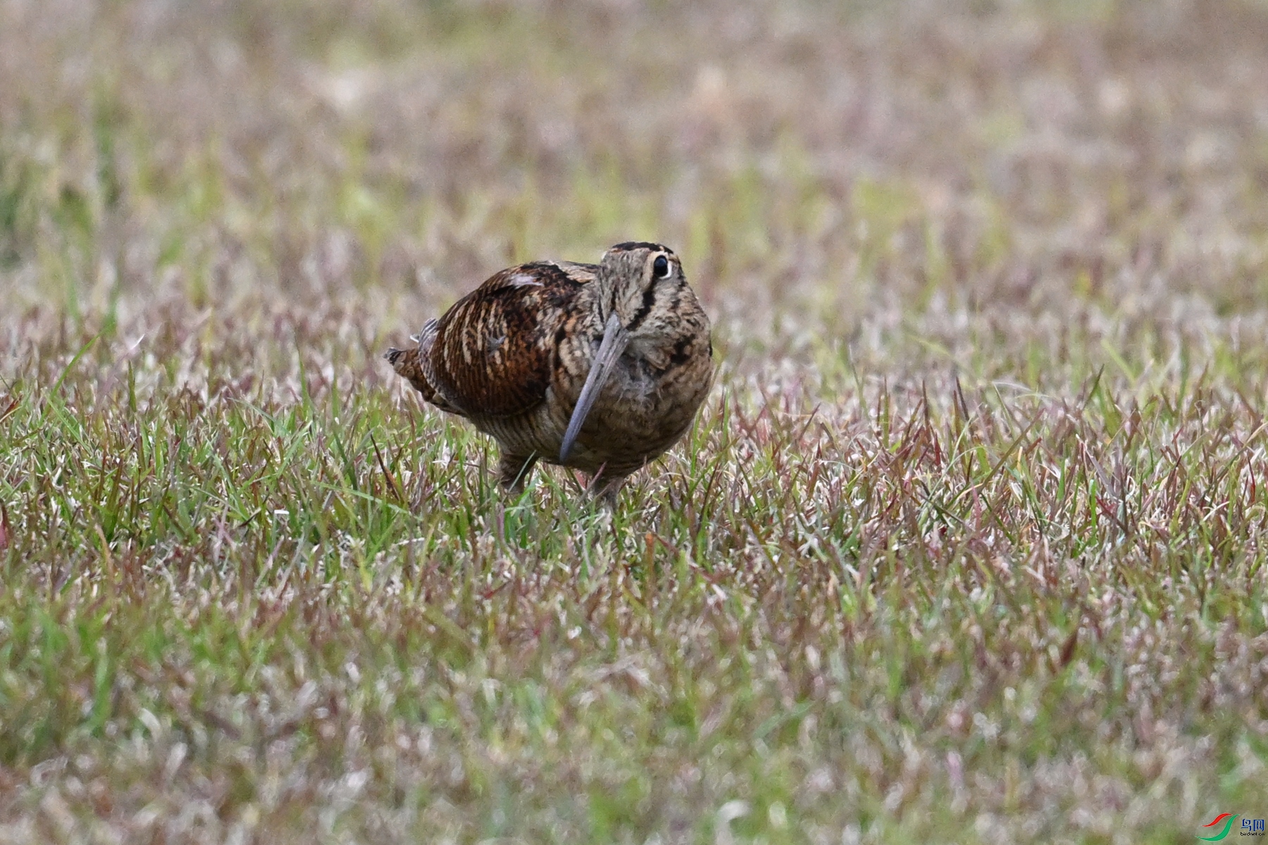 DSC_8801.JPG