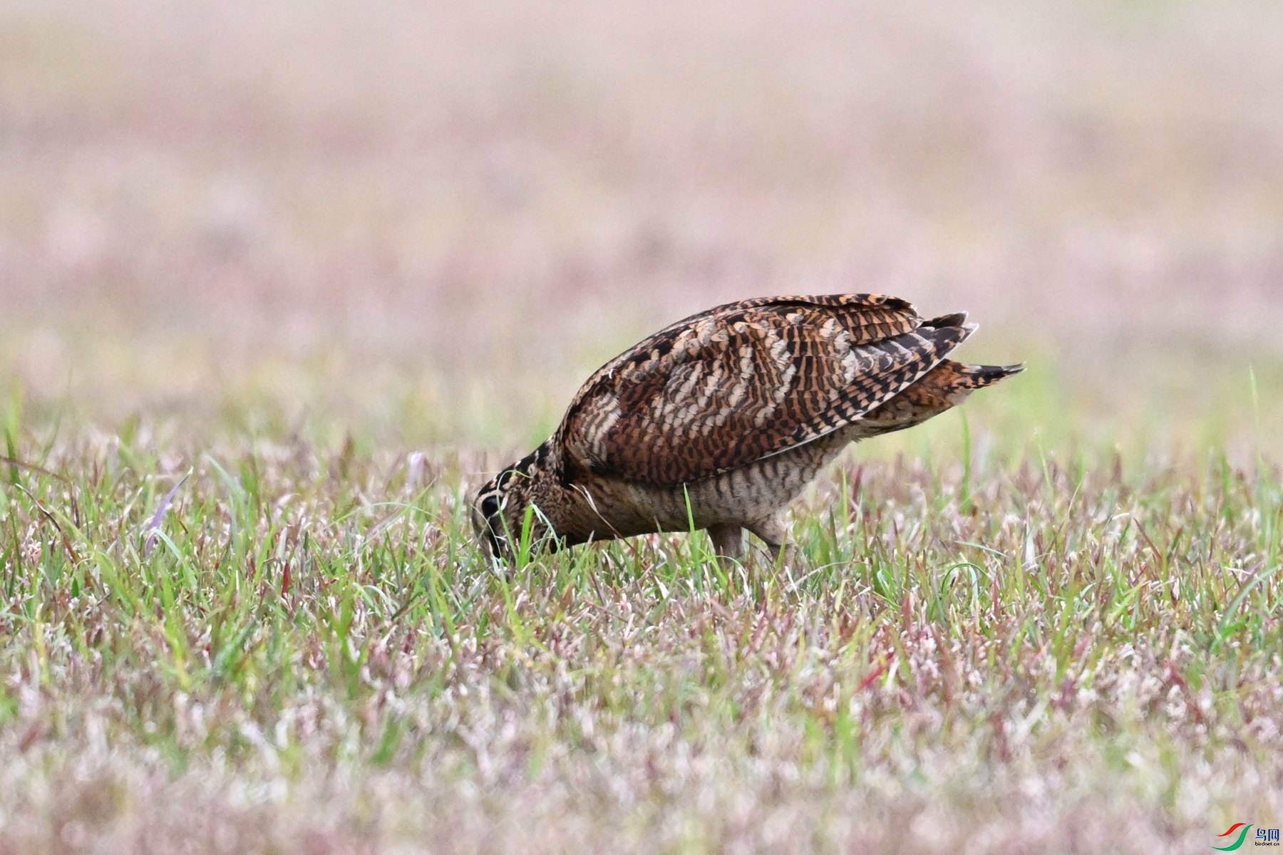 DSC_8768.JPG