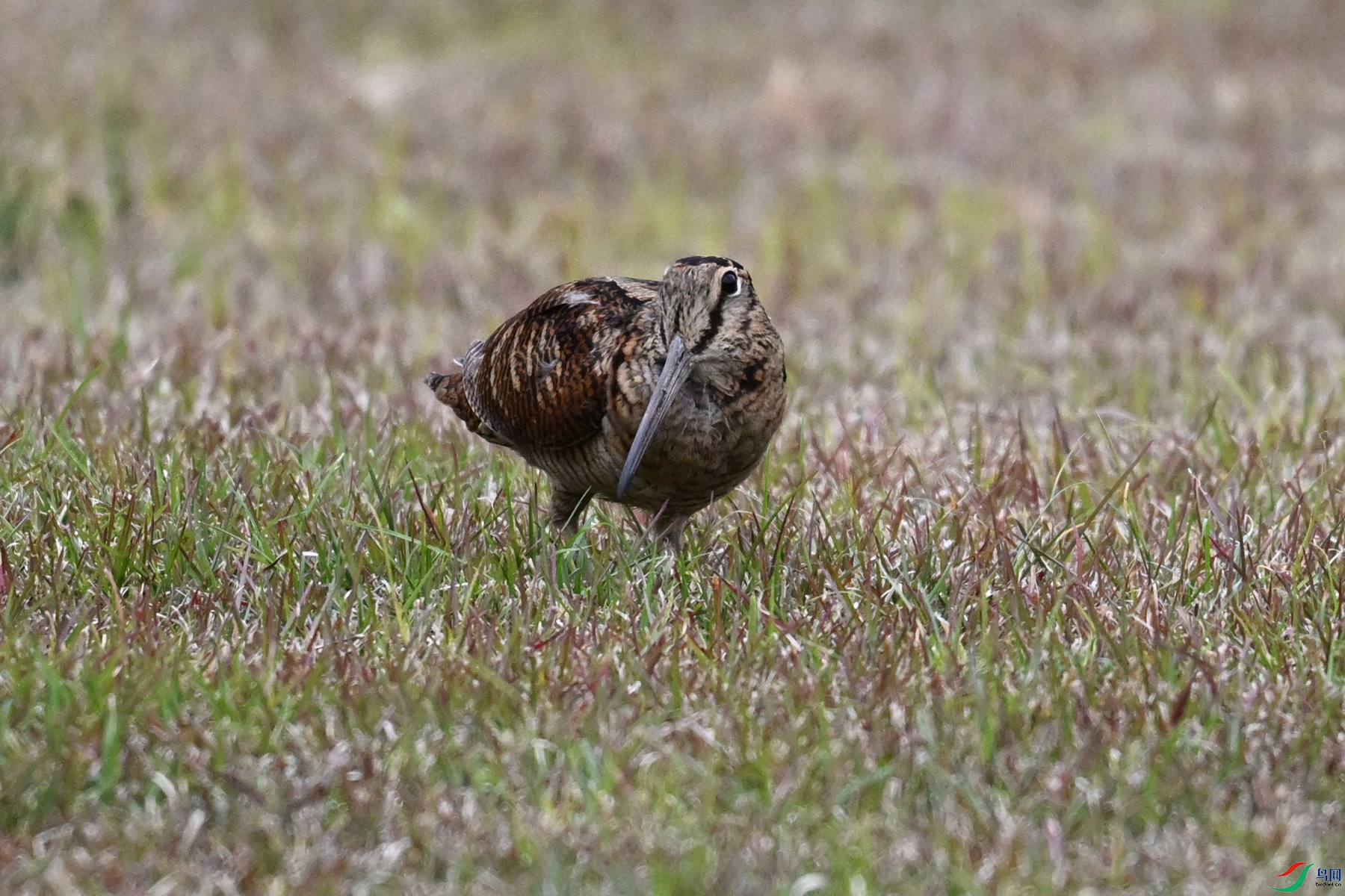 DSC_8803.JPG