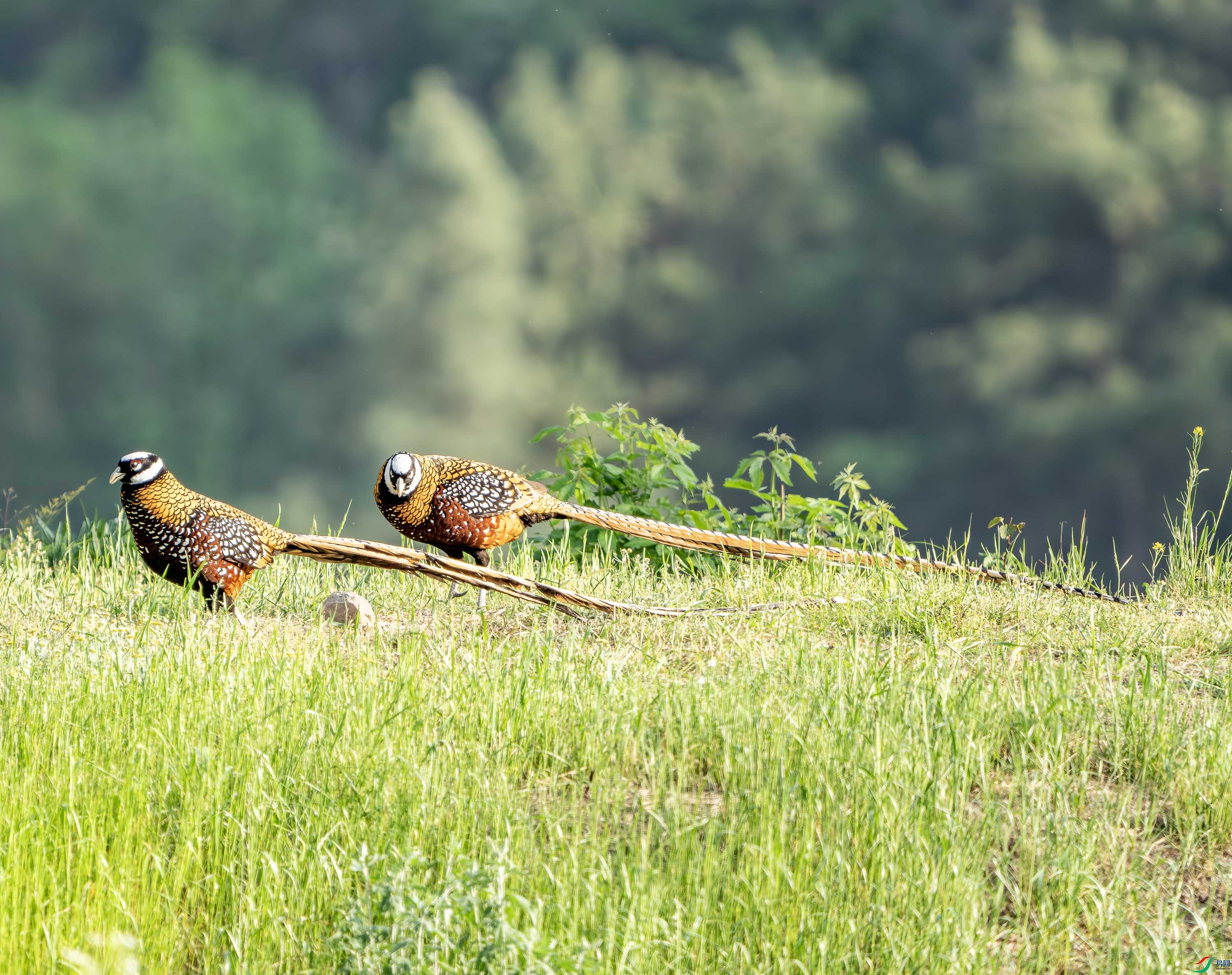 �׹ڳ�β��-19.jpg