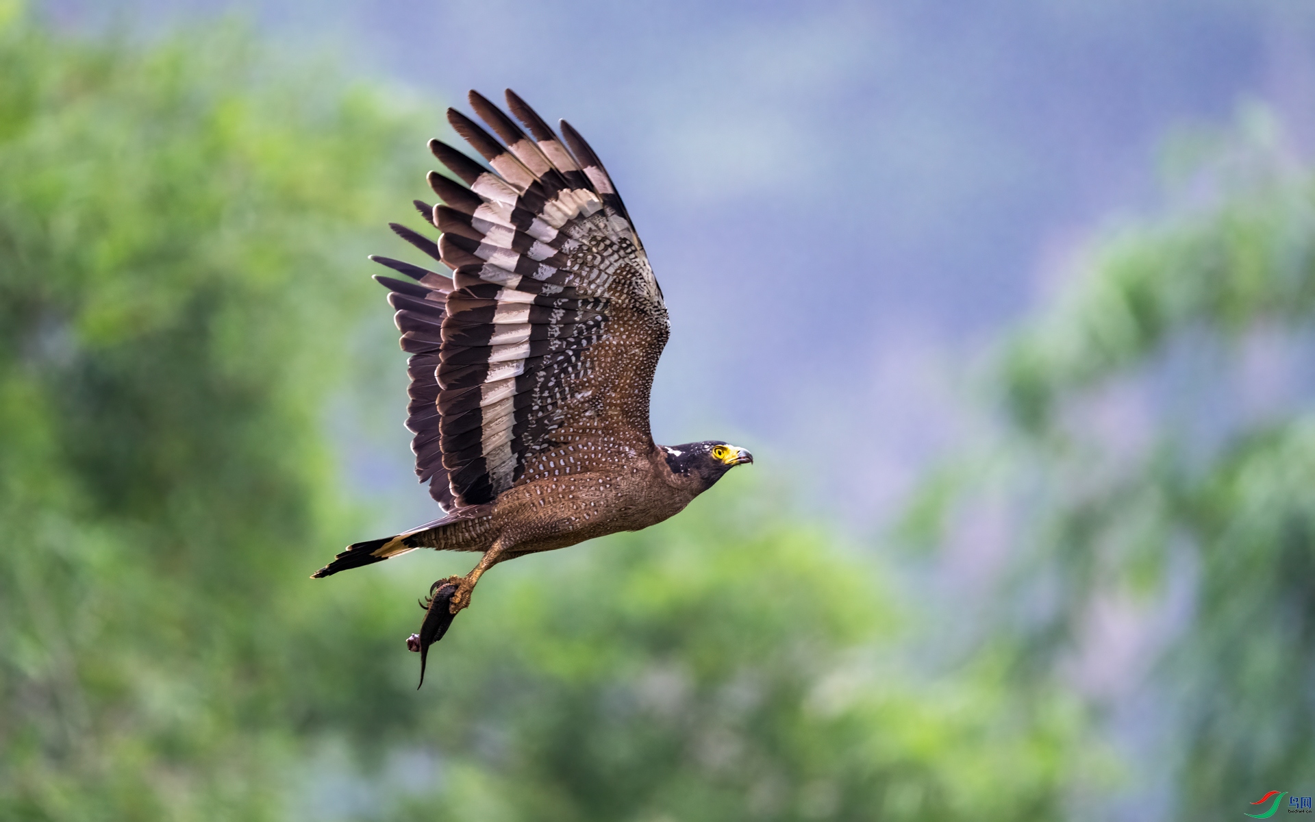 DSC02980-1.jpg