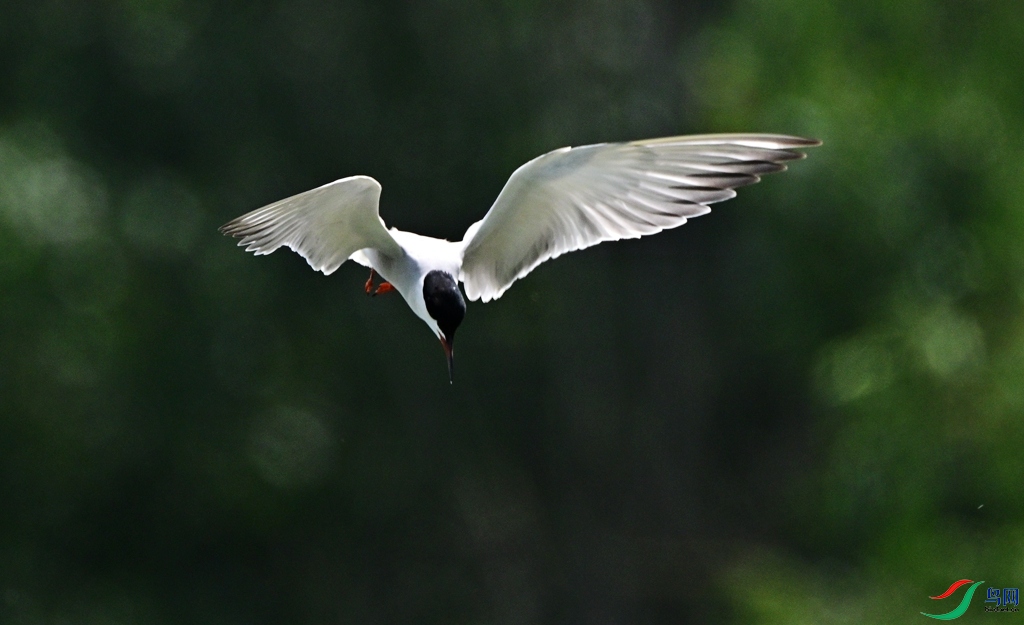 DSC_2024.JPG