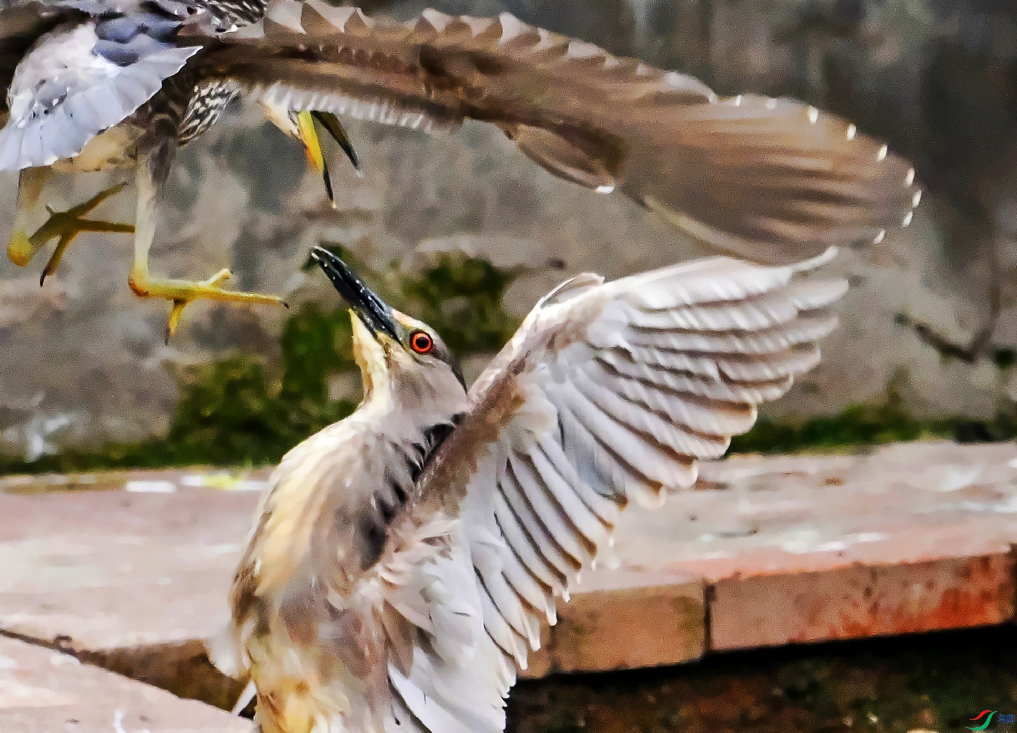 DSC_2577̩ɽѹ��.jpg