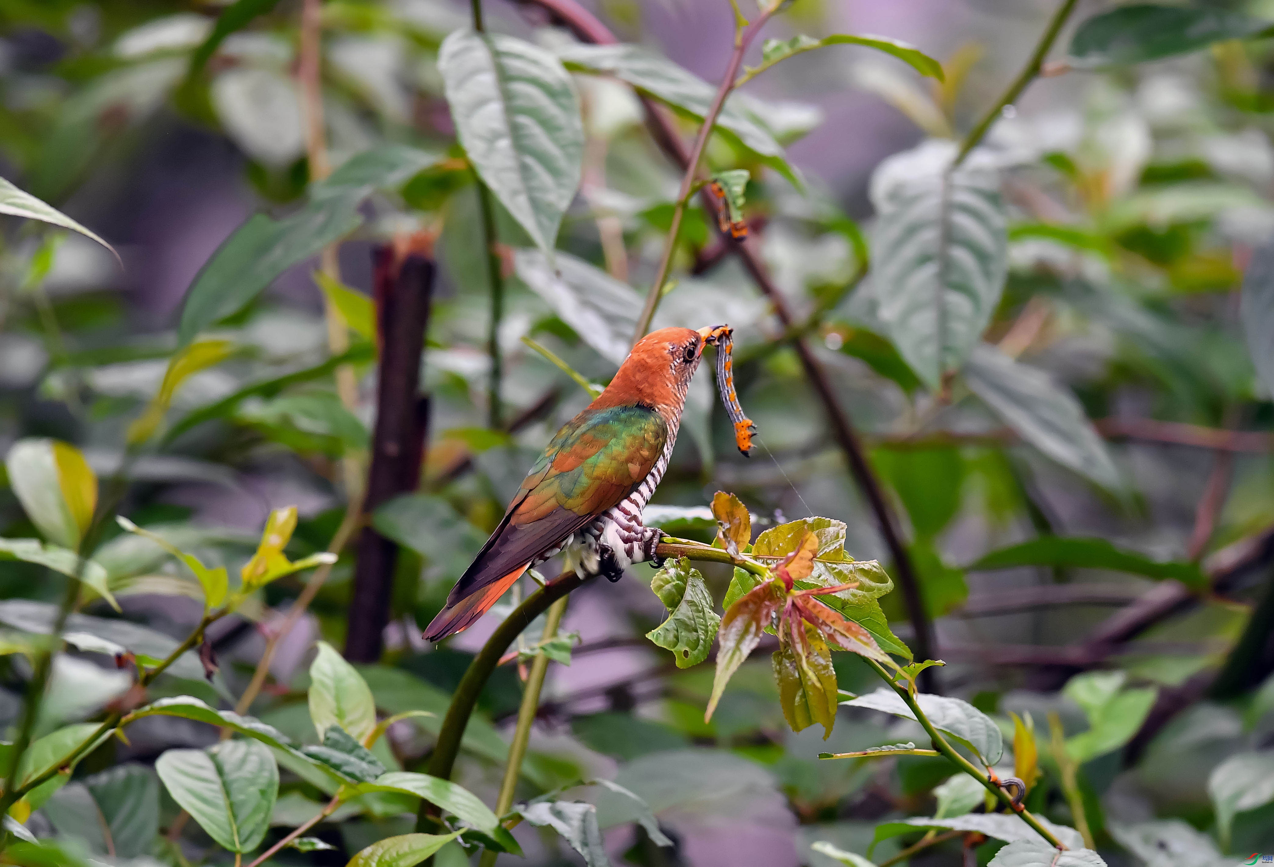 DSC_4585.jpg