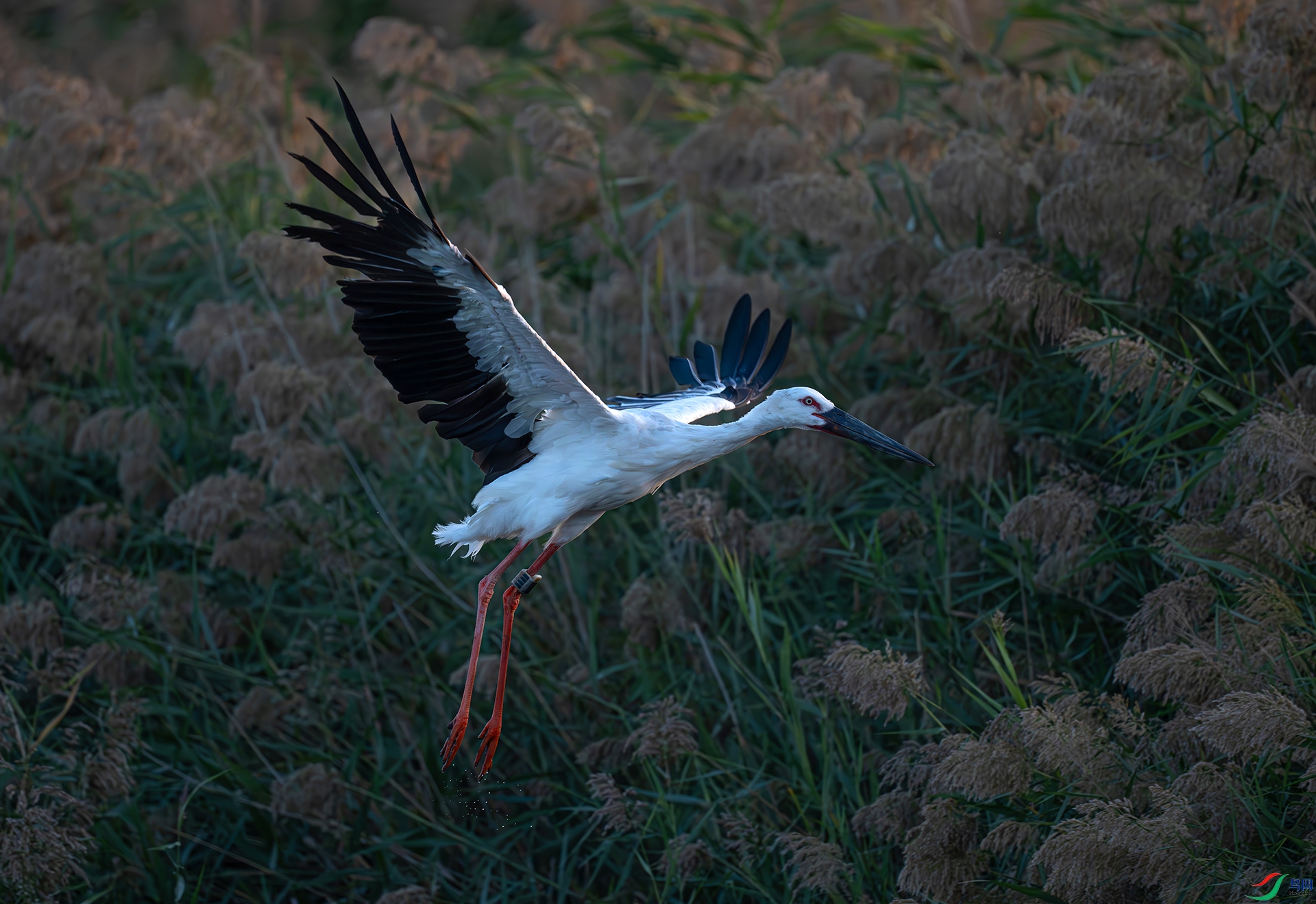 DSC_6905ds2.jpg