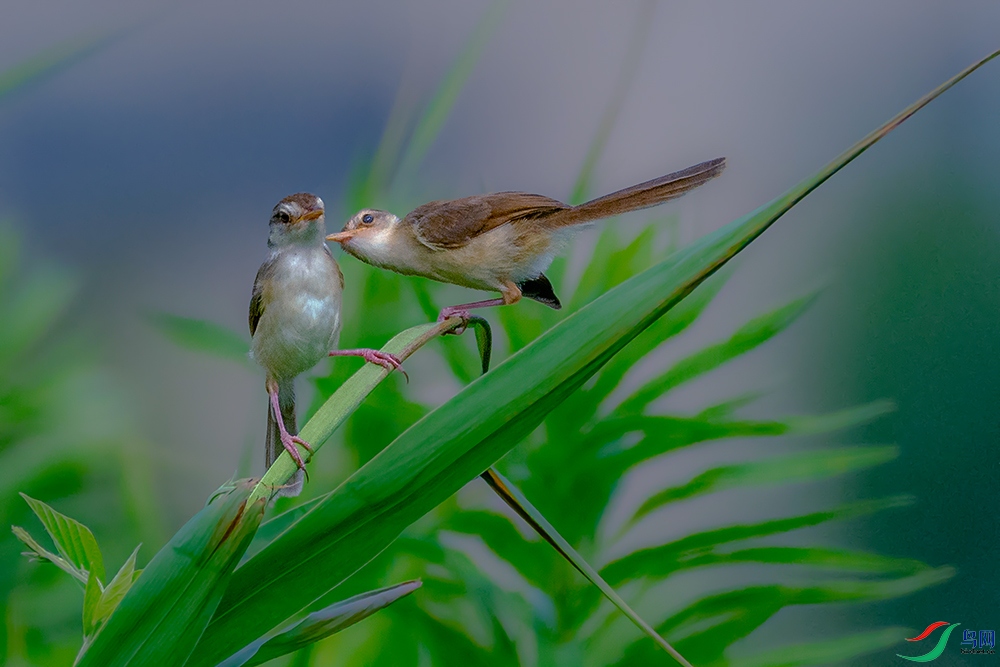 DSC_2275AB.jpg