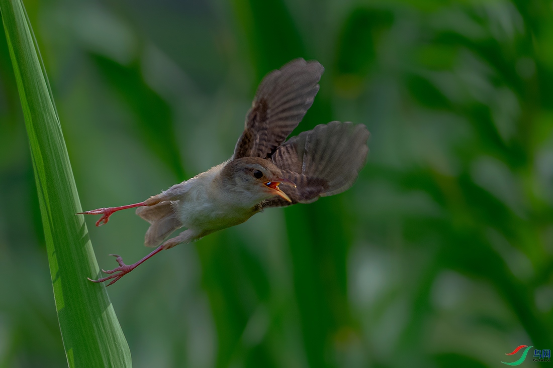 DSC_2508AB.jpg