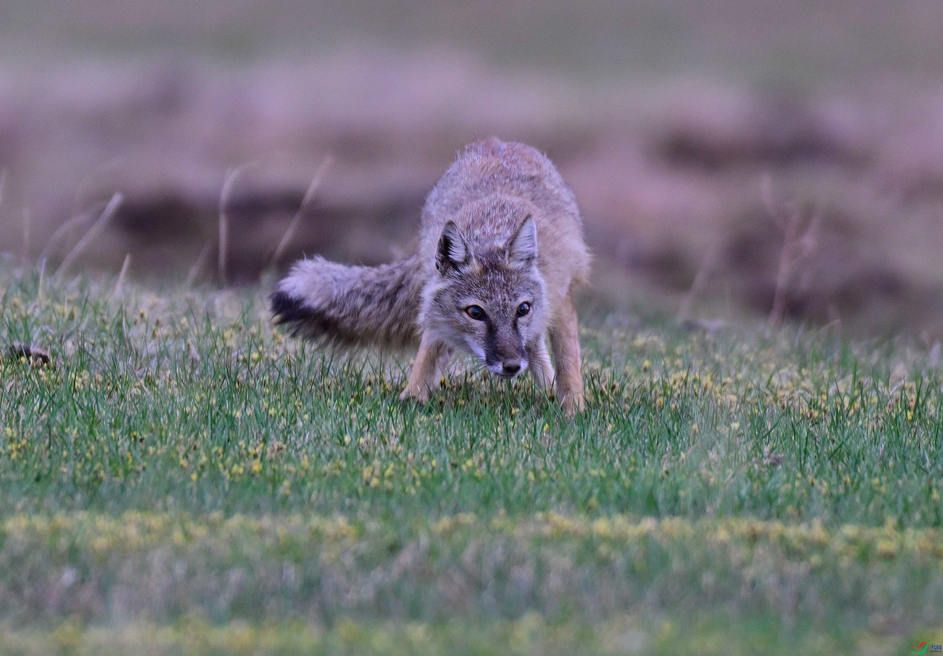 DSC_0829.JPG
