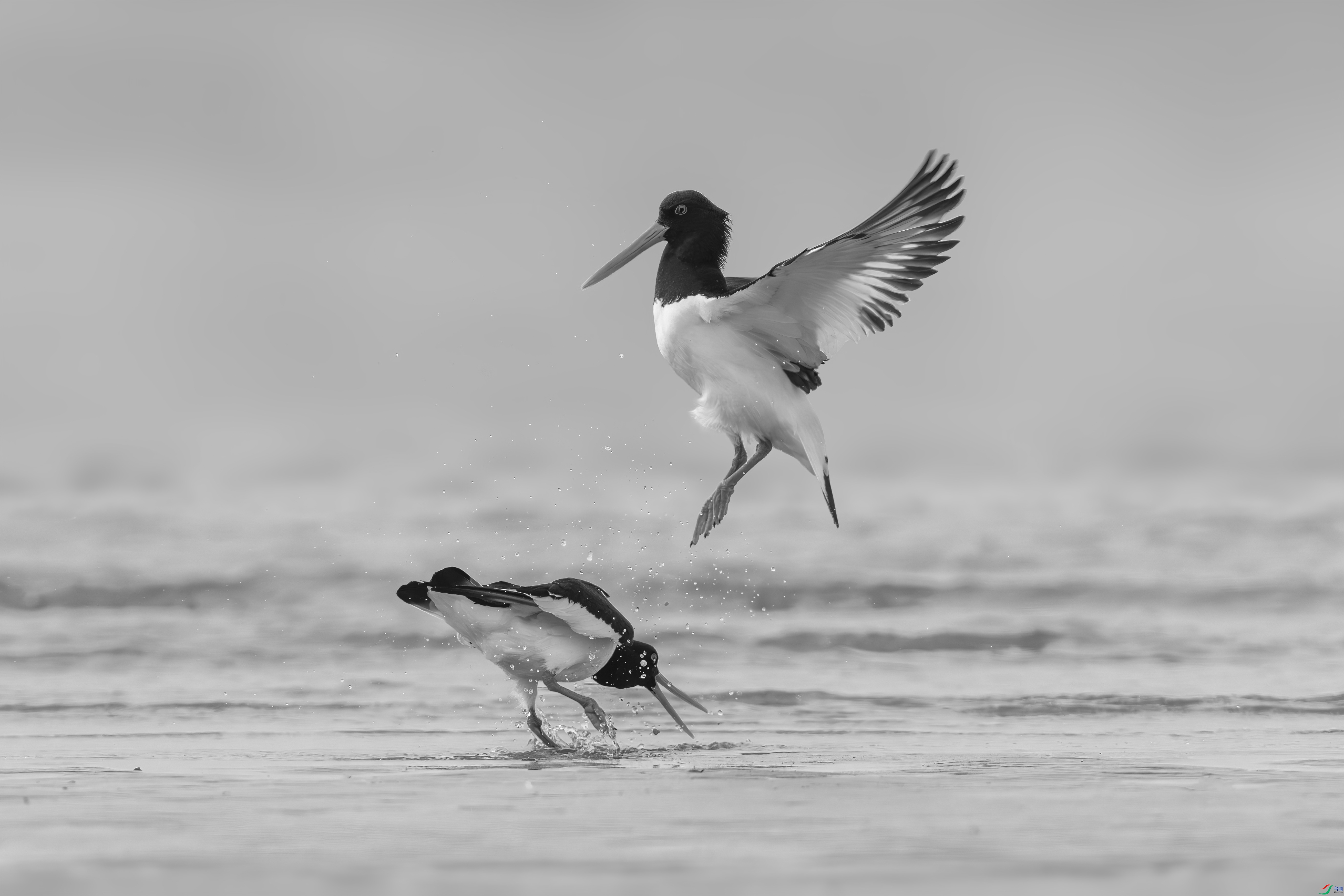DSC_5766-����ǿ-NR_����.jpg