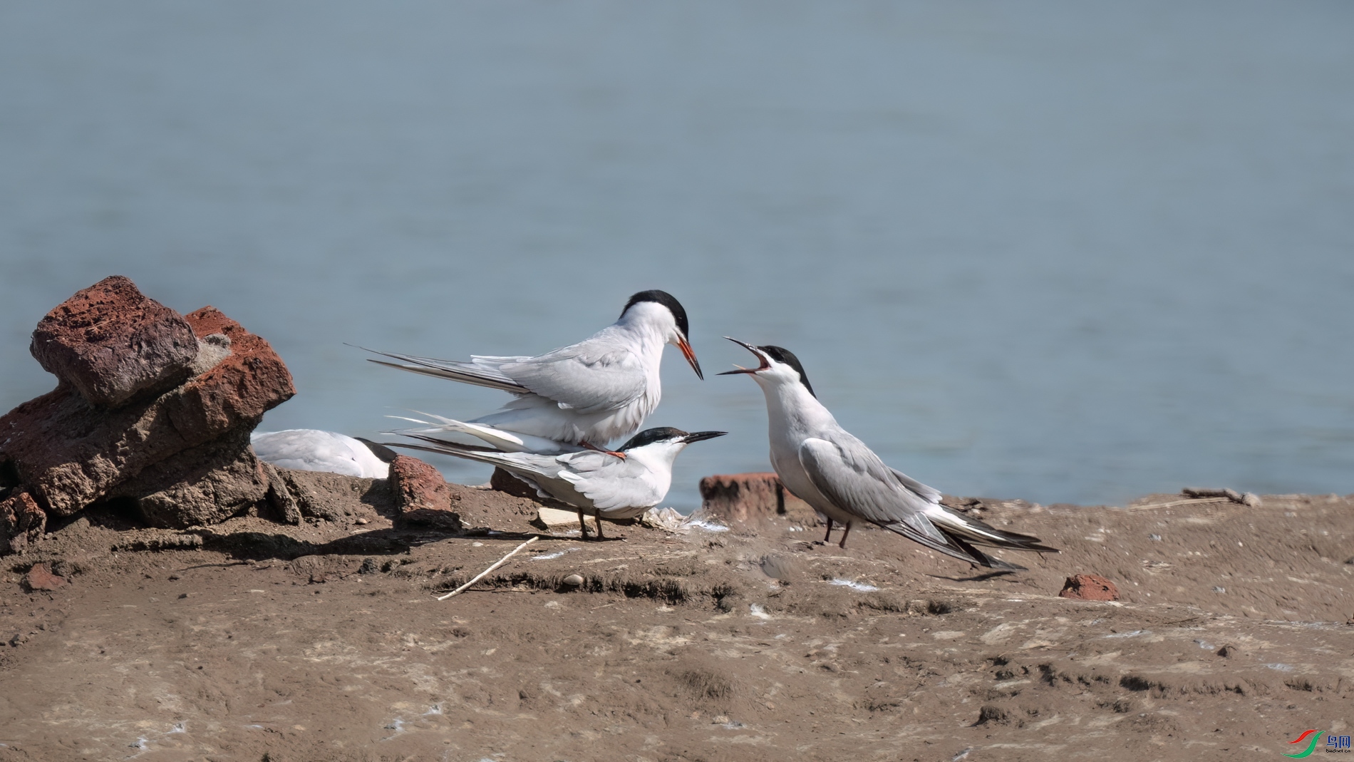 DSC_2719sen2026-5-19-01-�༭-3.jpg