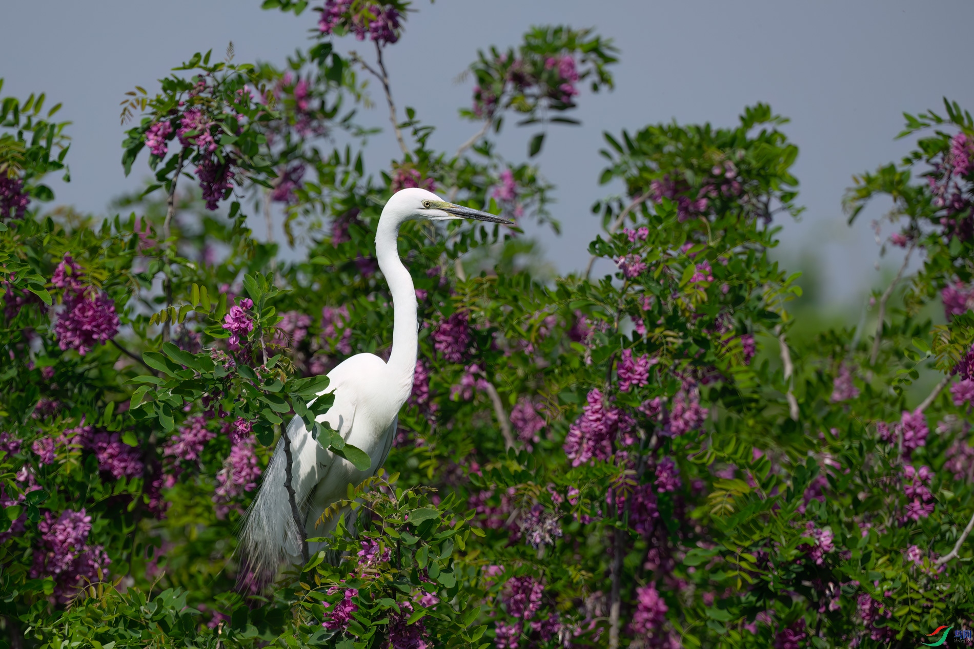 DSC_7946sen2026-5-10-69-�༭.jpg