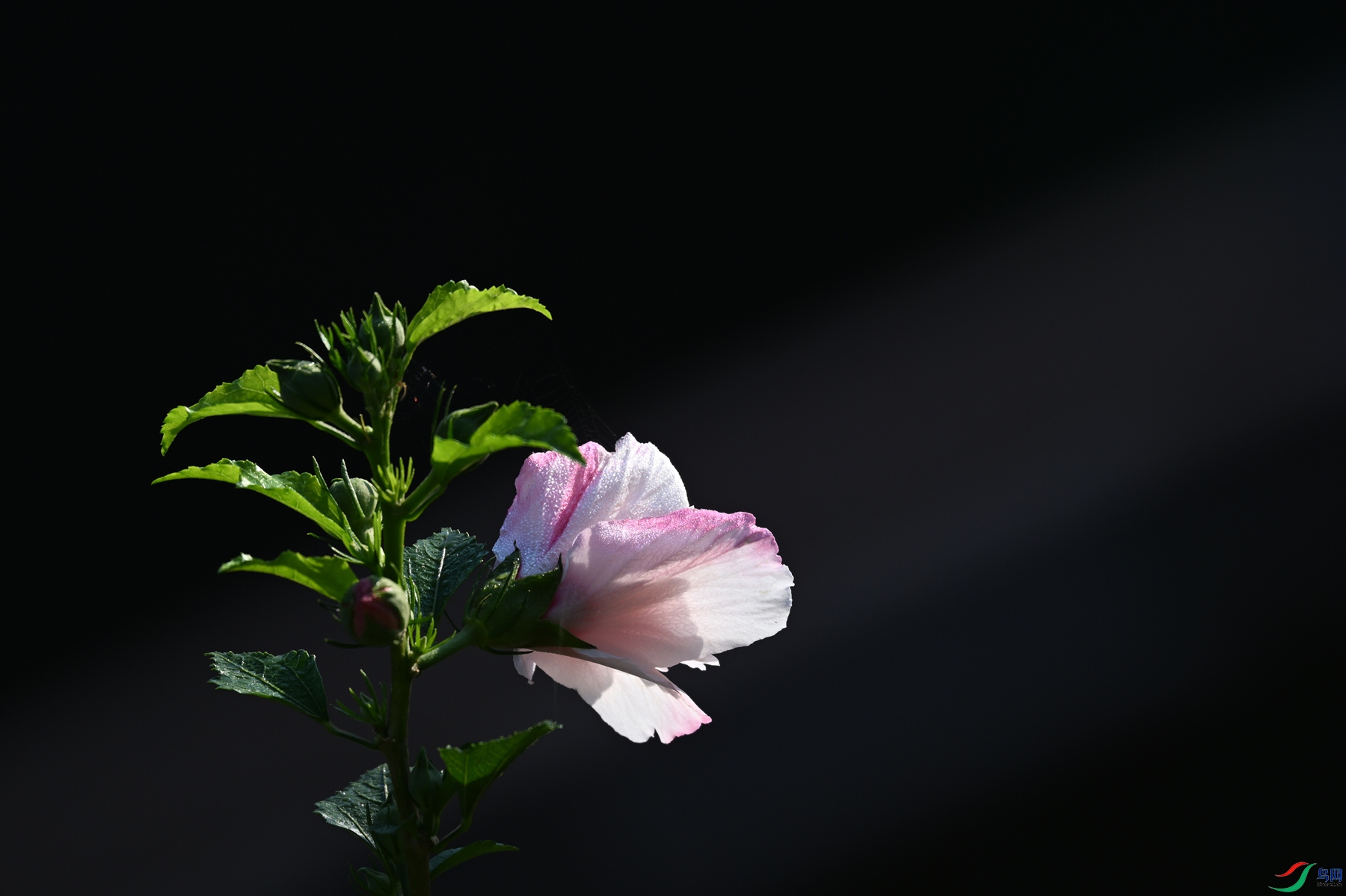 DSC_4094.JPG