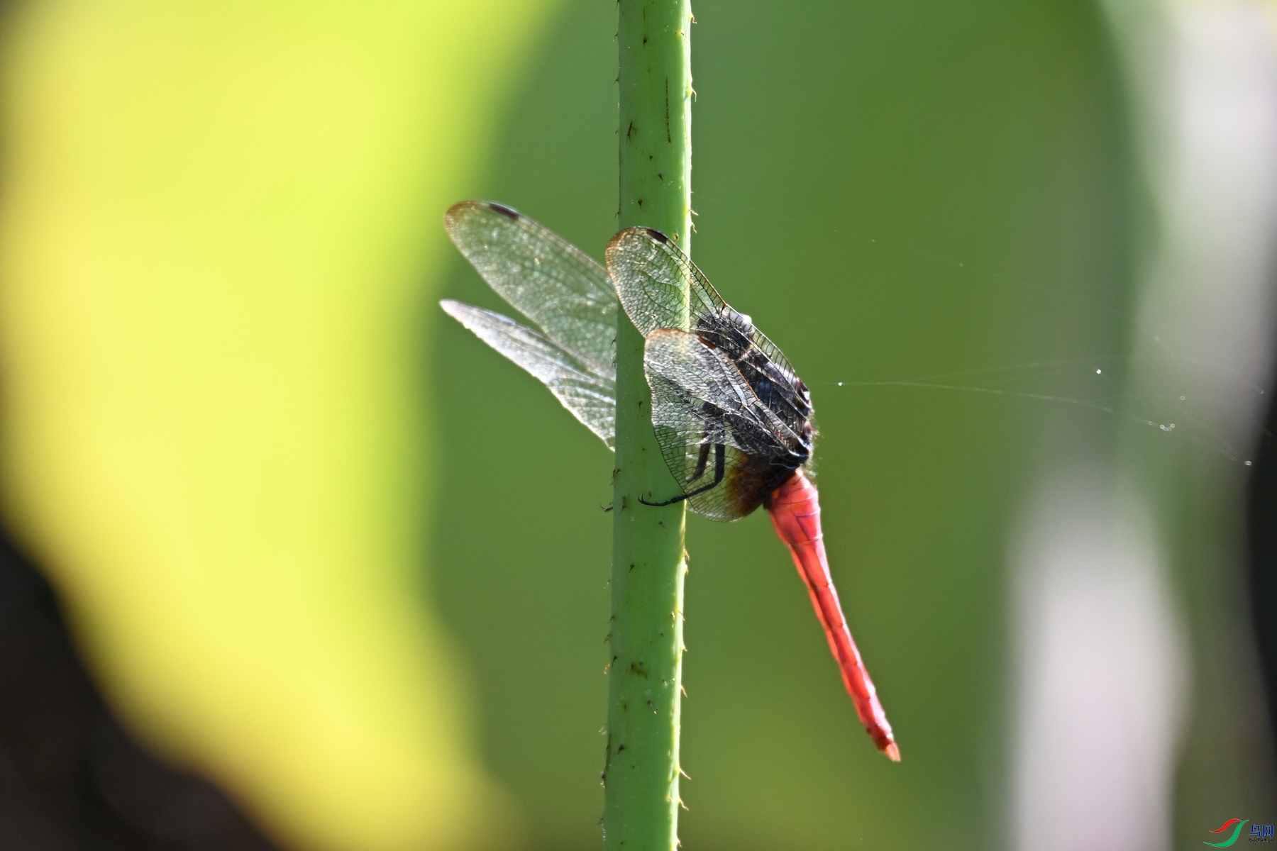 DSC_4133.JPG