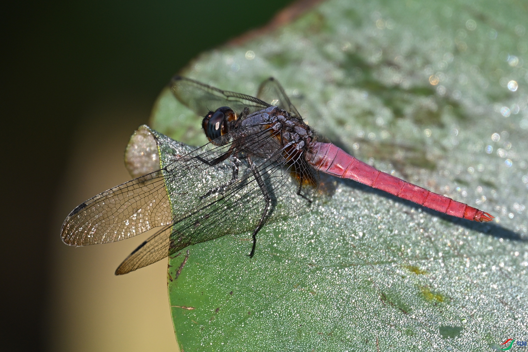 DSC_4112.JPG