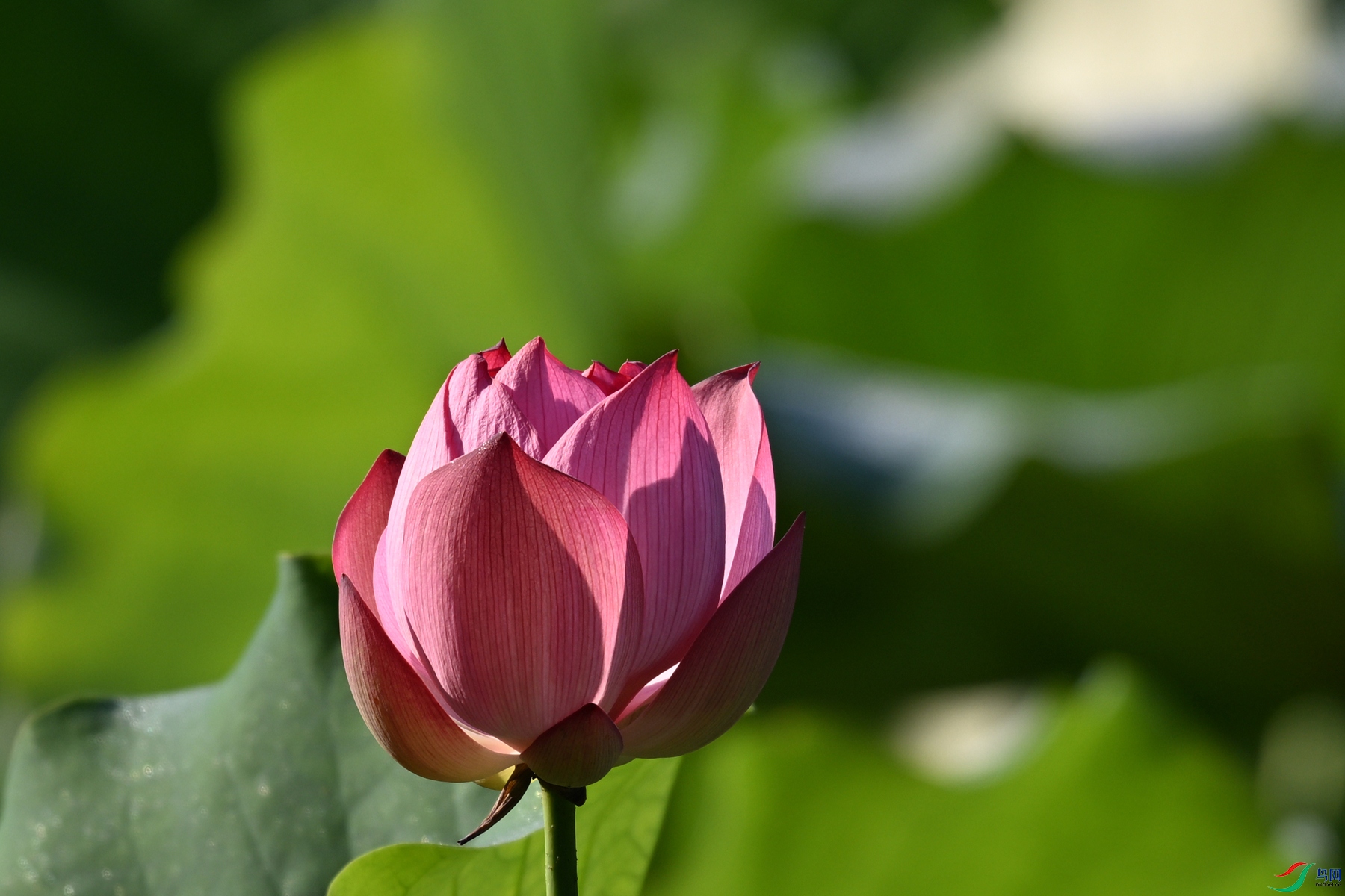 DSC_4101.JPG
