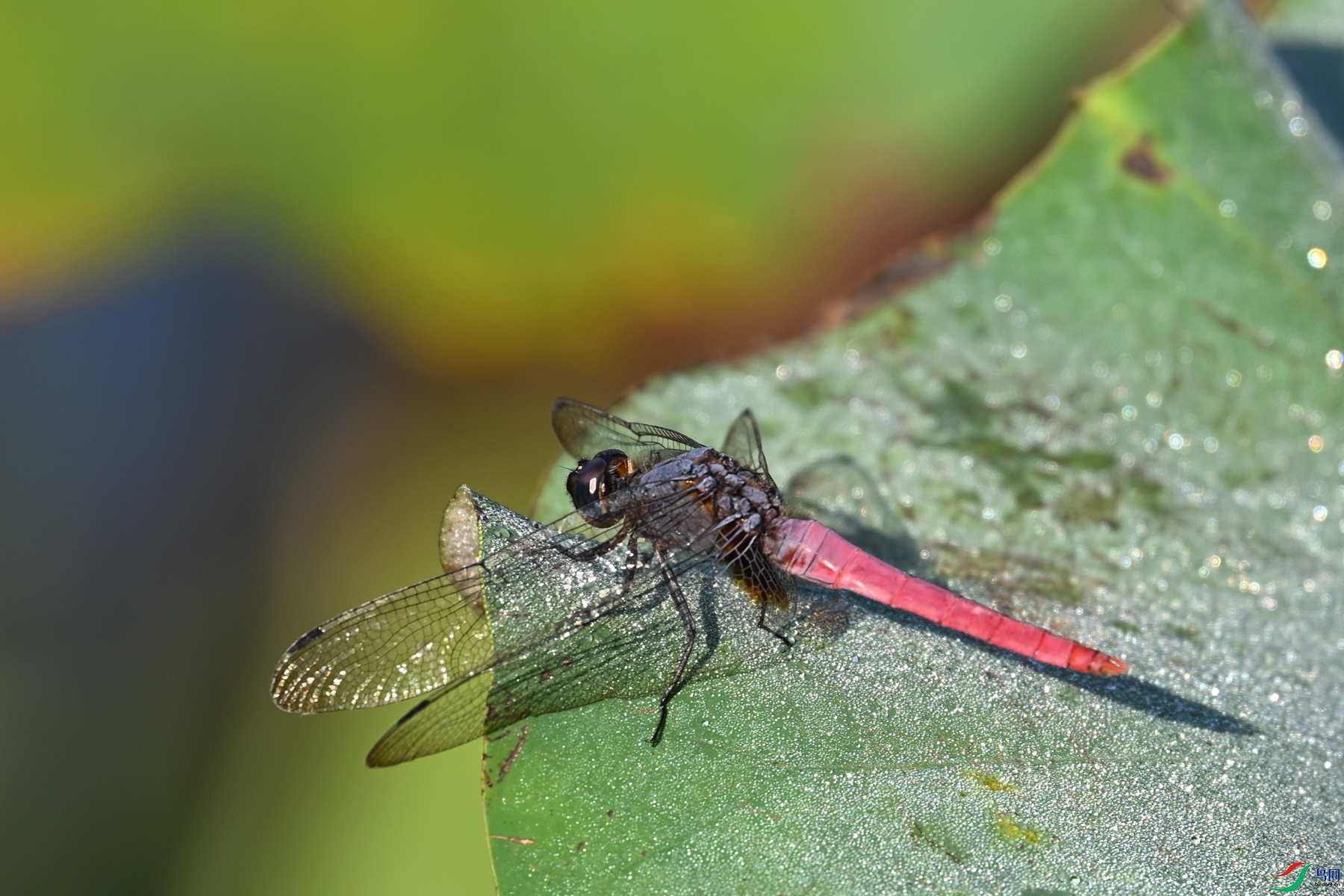 DSC_4111.JPG
