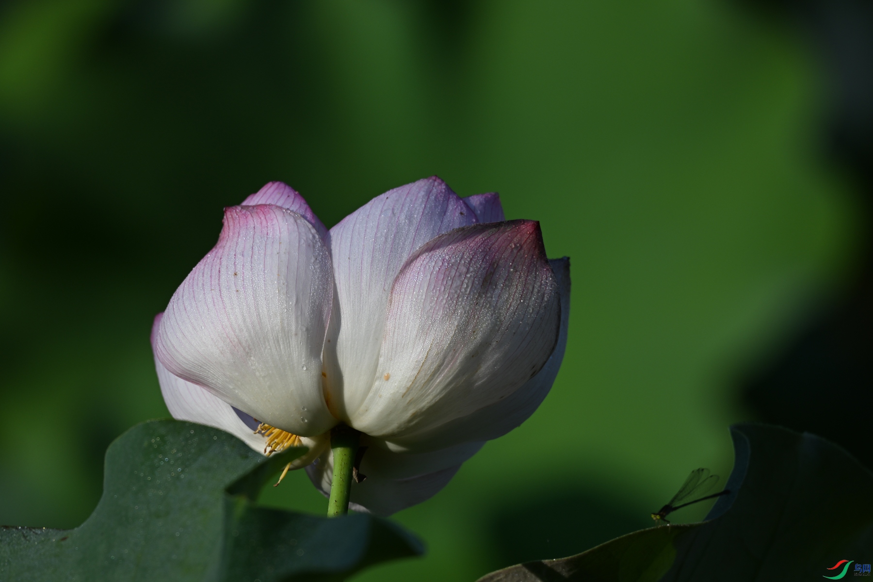 DSC_4107.JPG