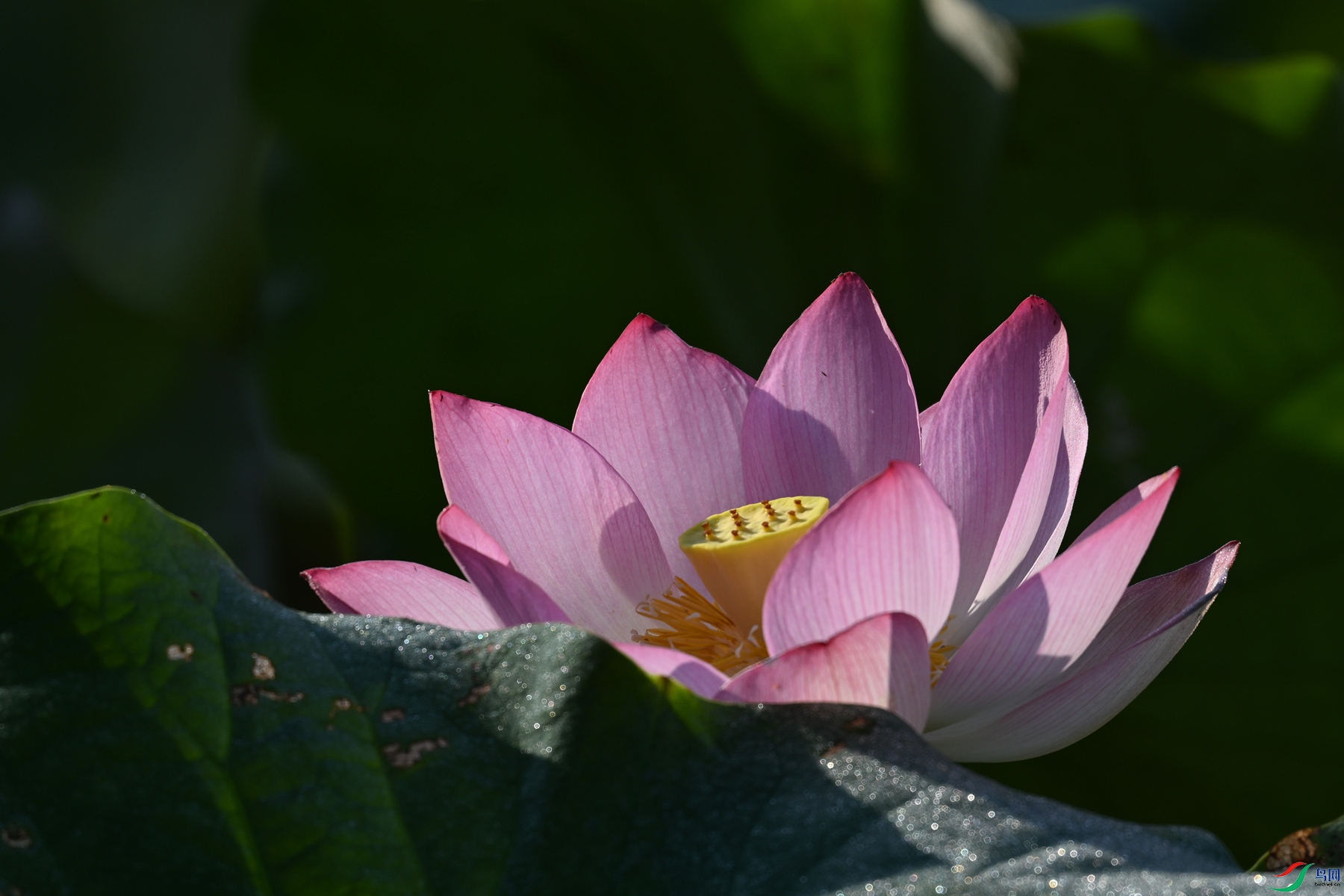 DSC_4104.JPG