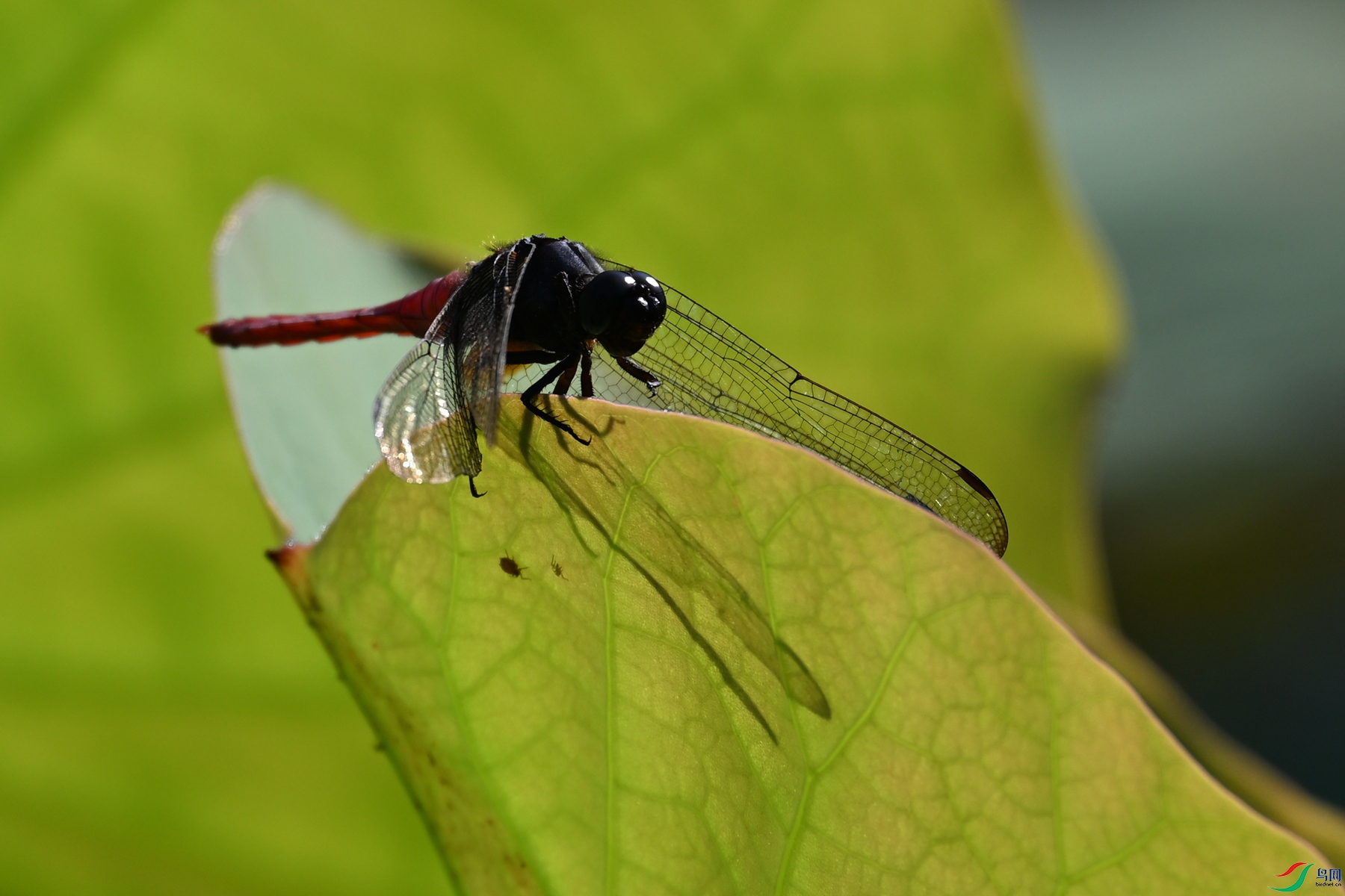 DSC_4137.JPG
